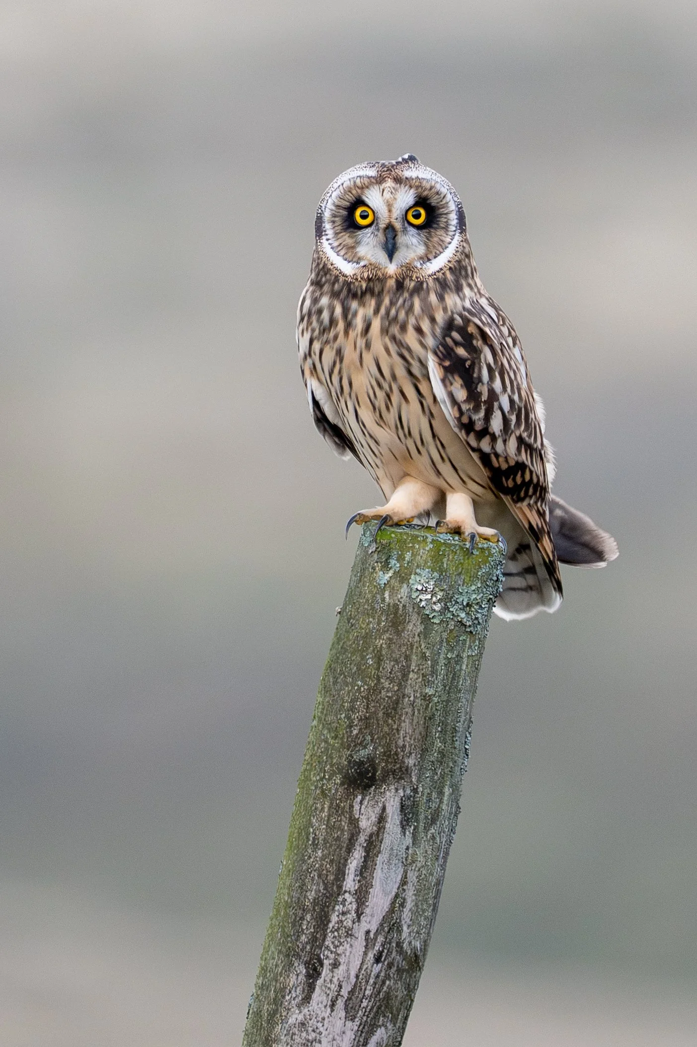 Wildlife