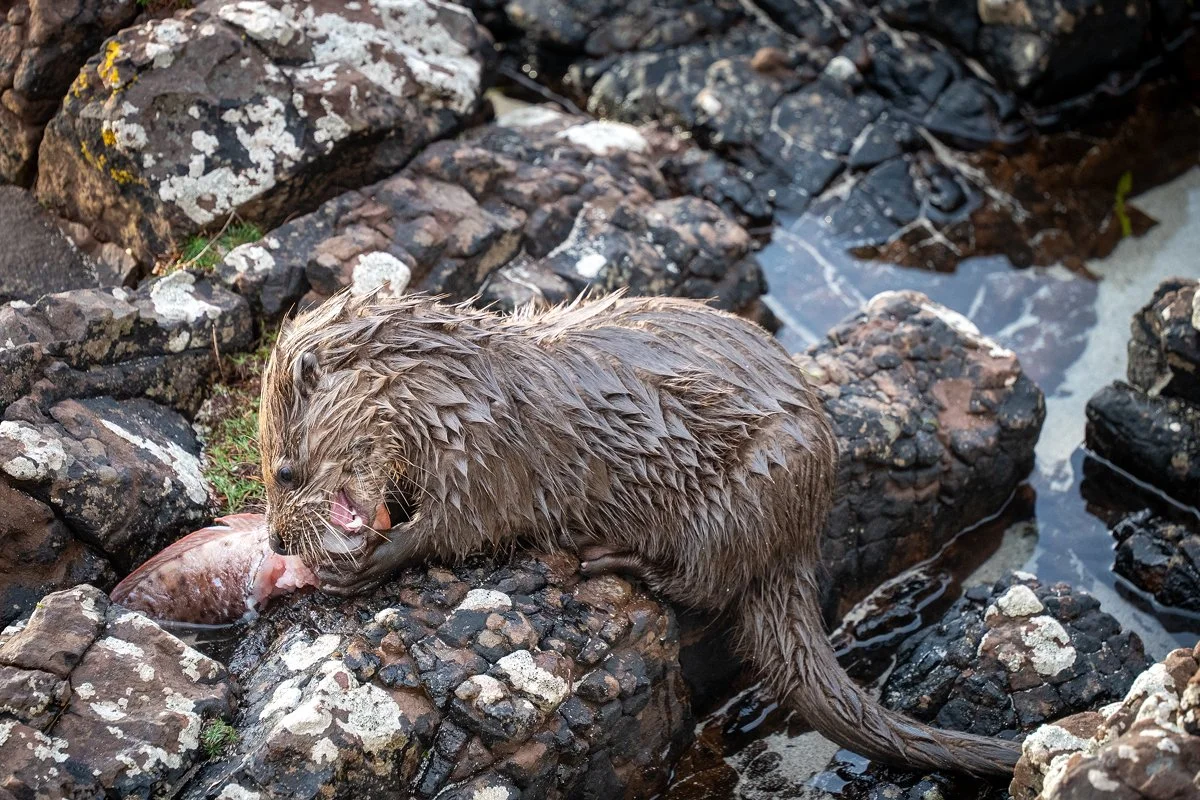 Otter 4.jpg