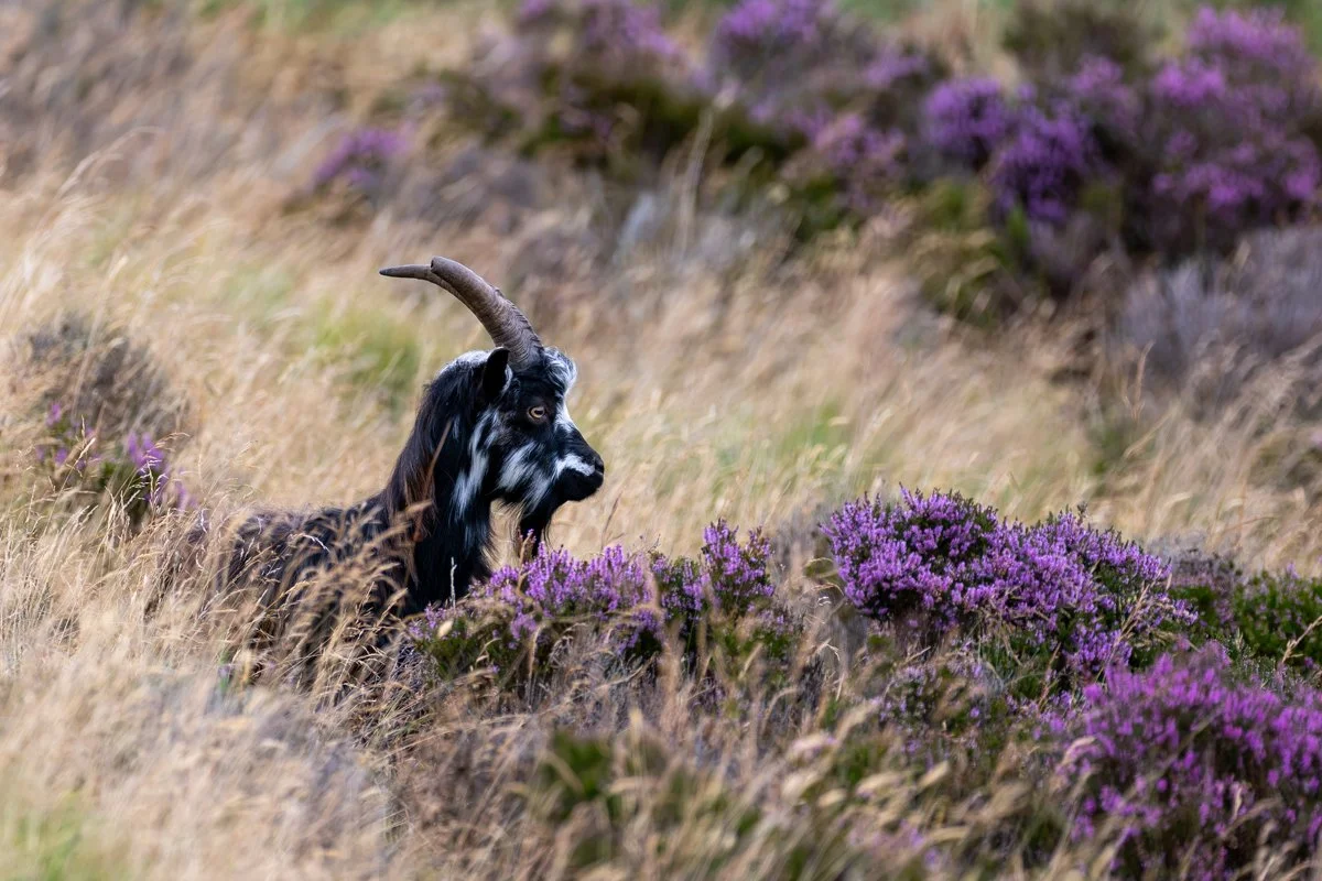 Wild Goat 1.jpg