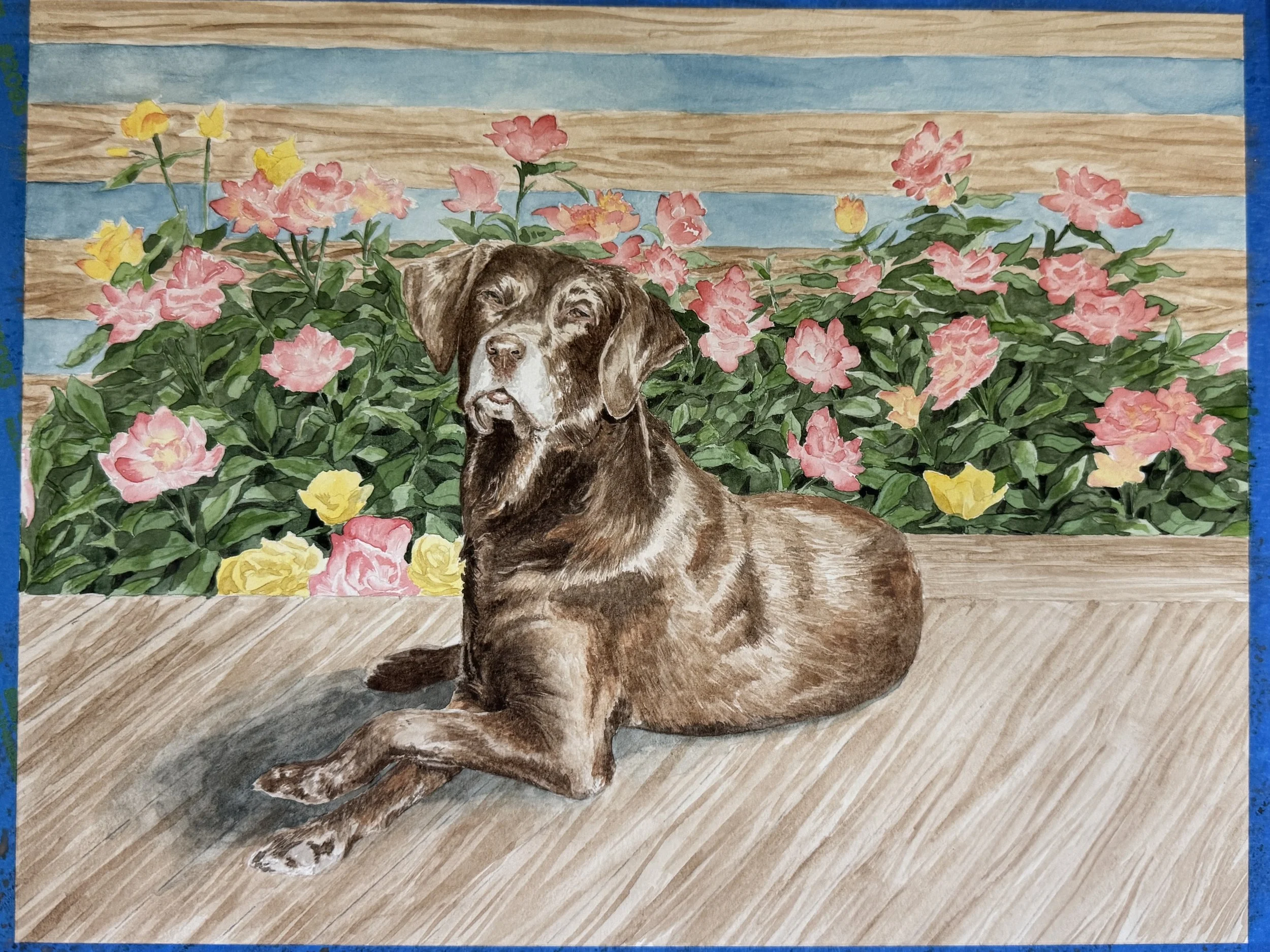 dog portrait chocolate lab.jpg