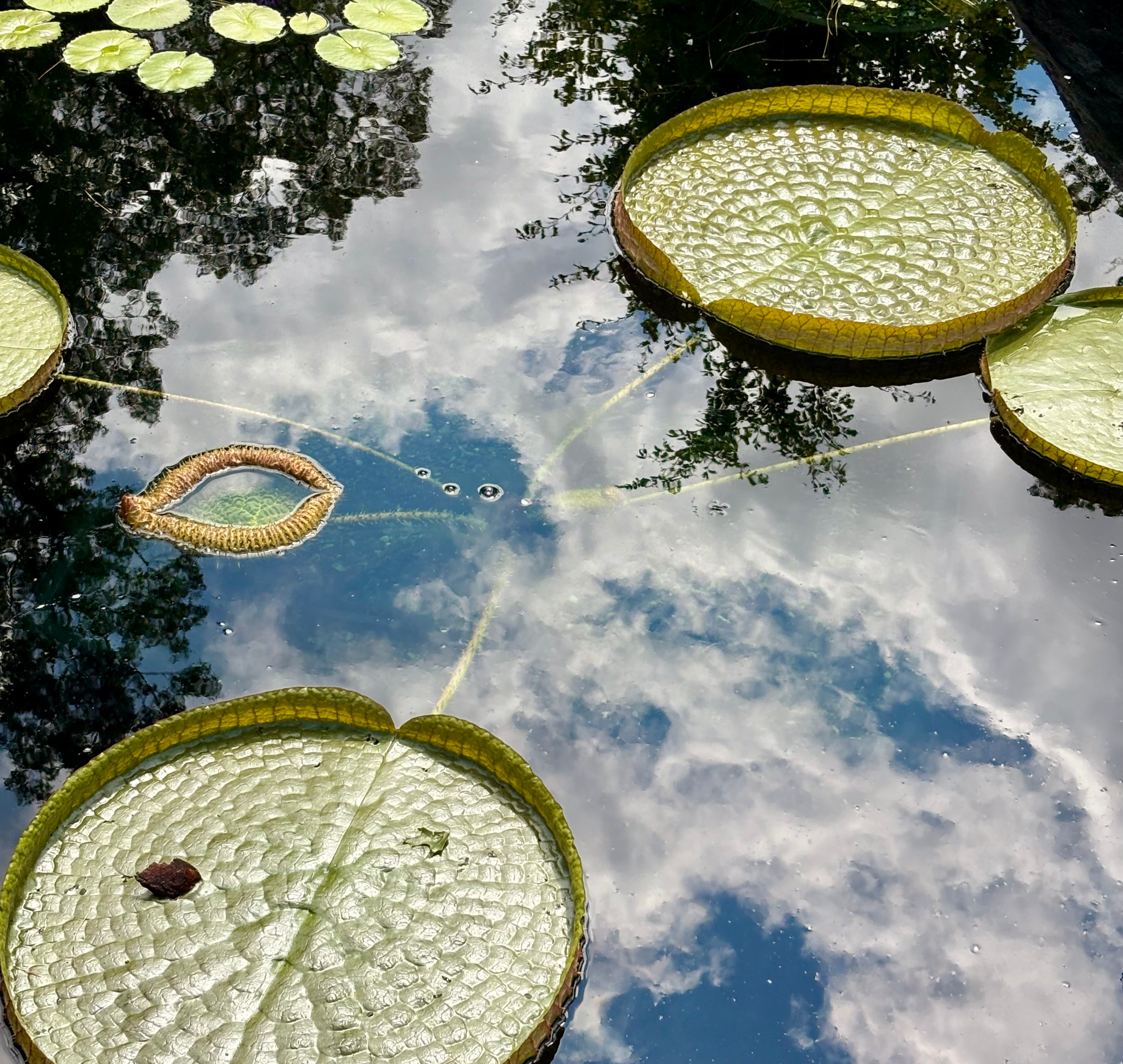 The Therapeutic Relationship