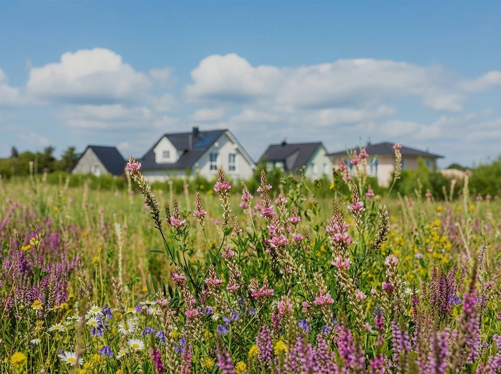 A field of wildflowers with houses and a blue sky with clouds in the background