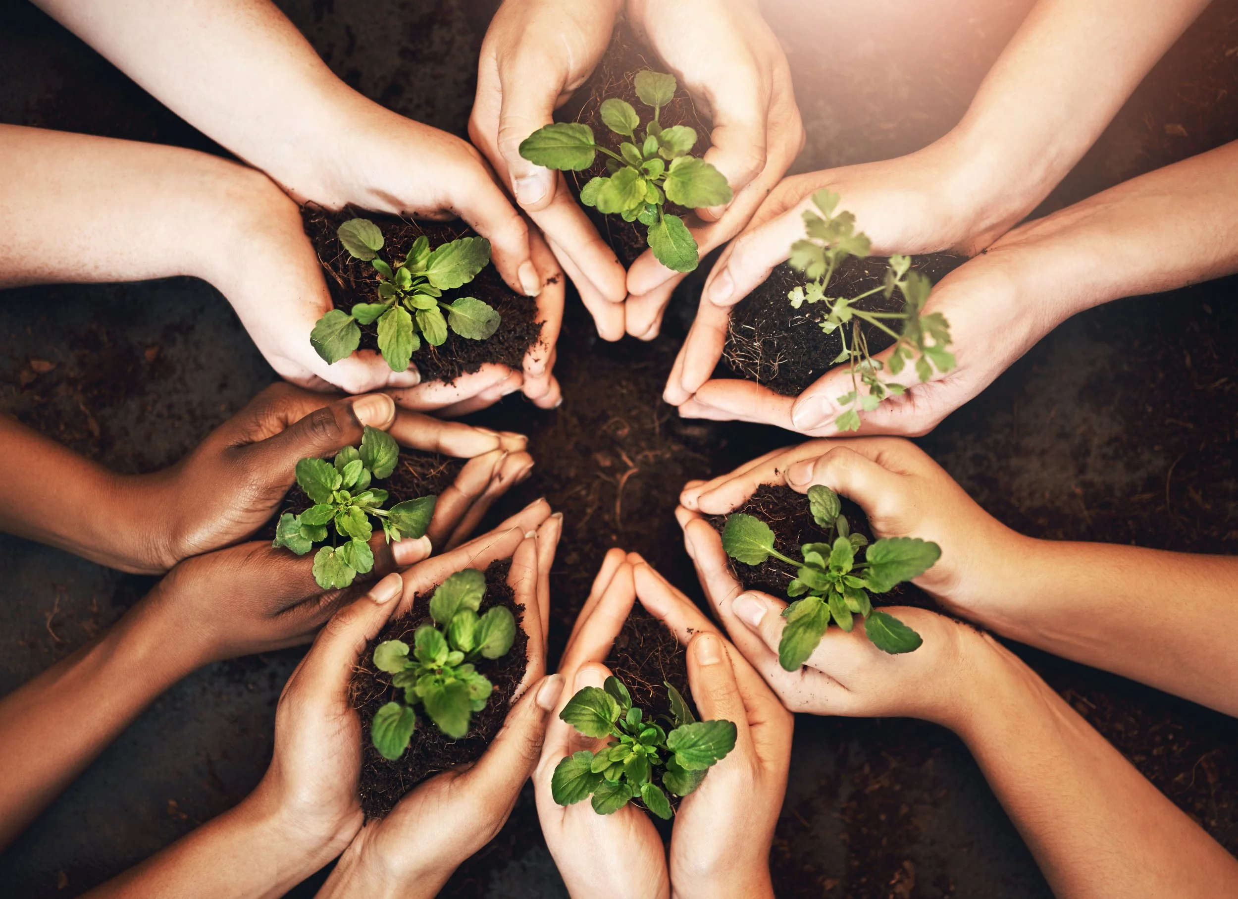 Therapeutic Horticulture Programs