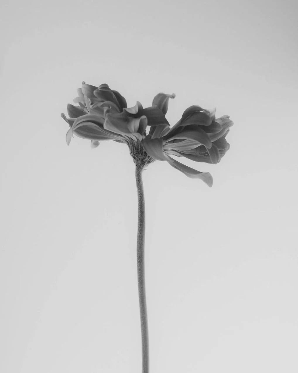 Black and white photo of a single flower with a long stem and layered petals against a plain background.