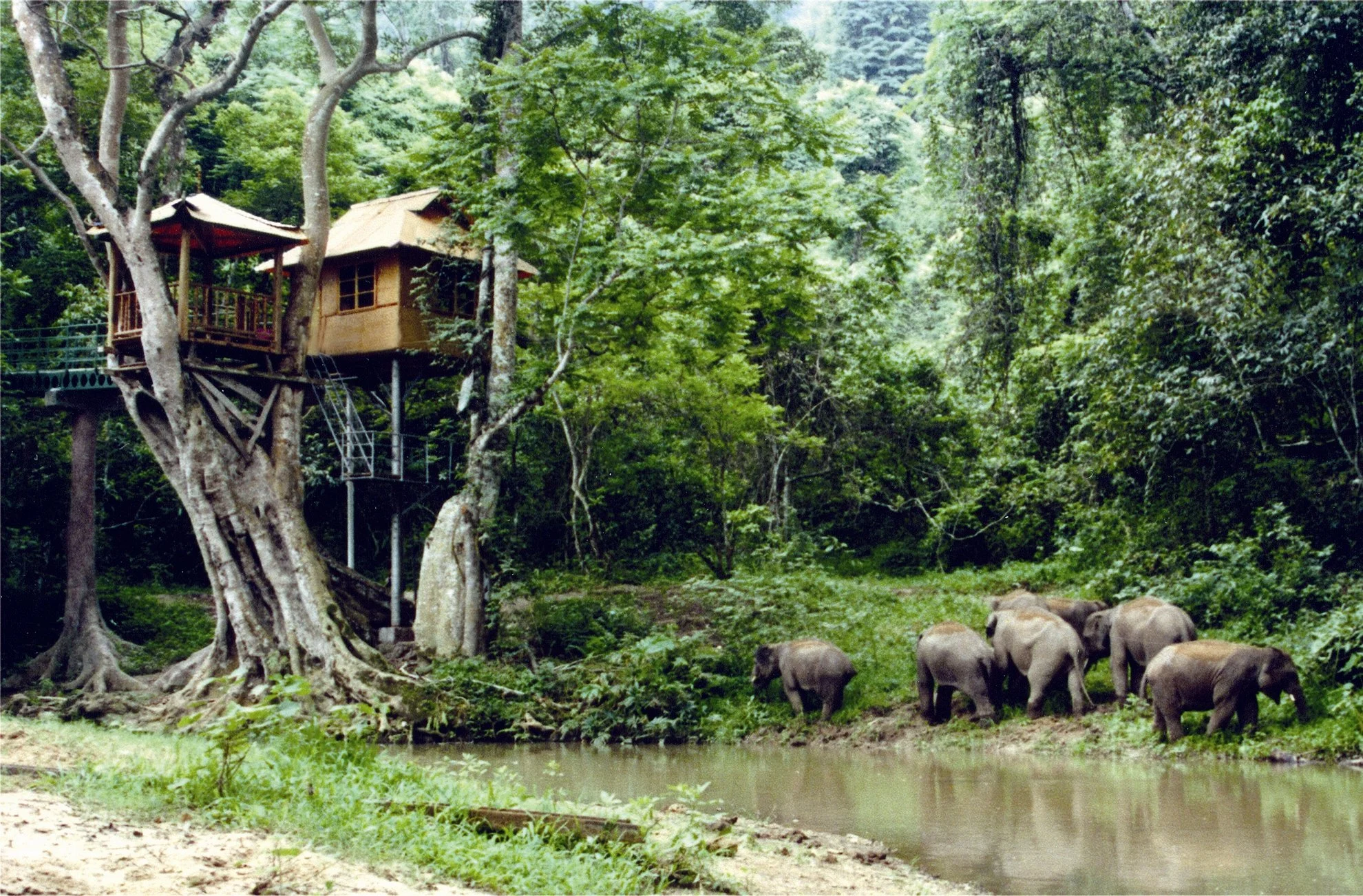 西双版纳热带雨林Xishuangbanna Tropical Rainforest National Park Wangtianshu Scenic Area