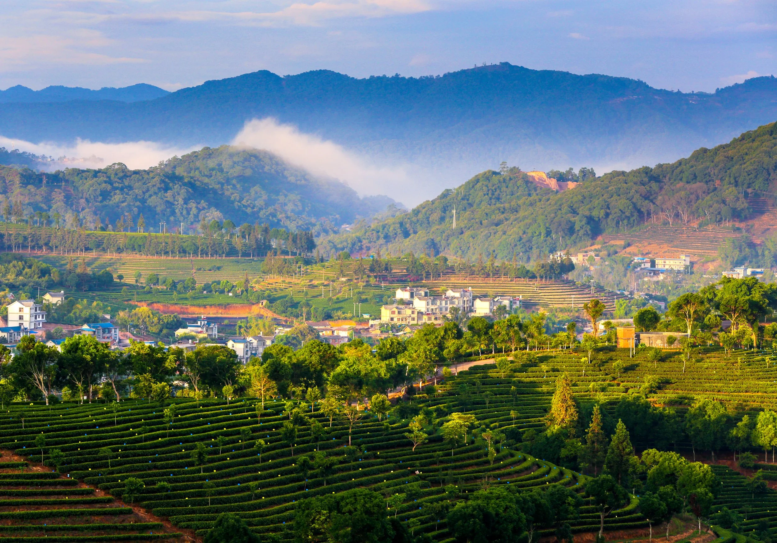 勐海茶山｜南糯山 Menghai Tea Mountain / Nannuo Mountain Exploration Tour