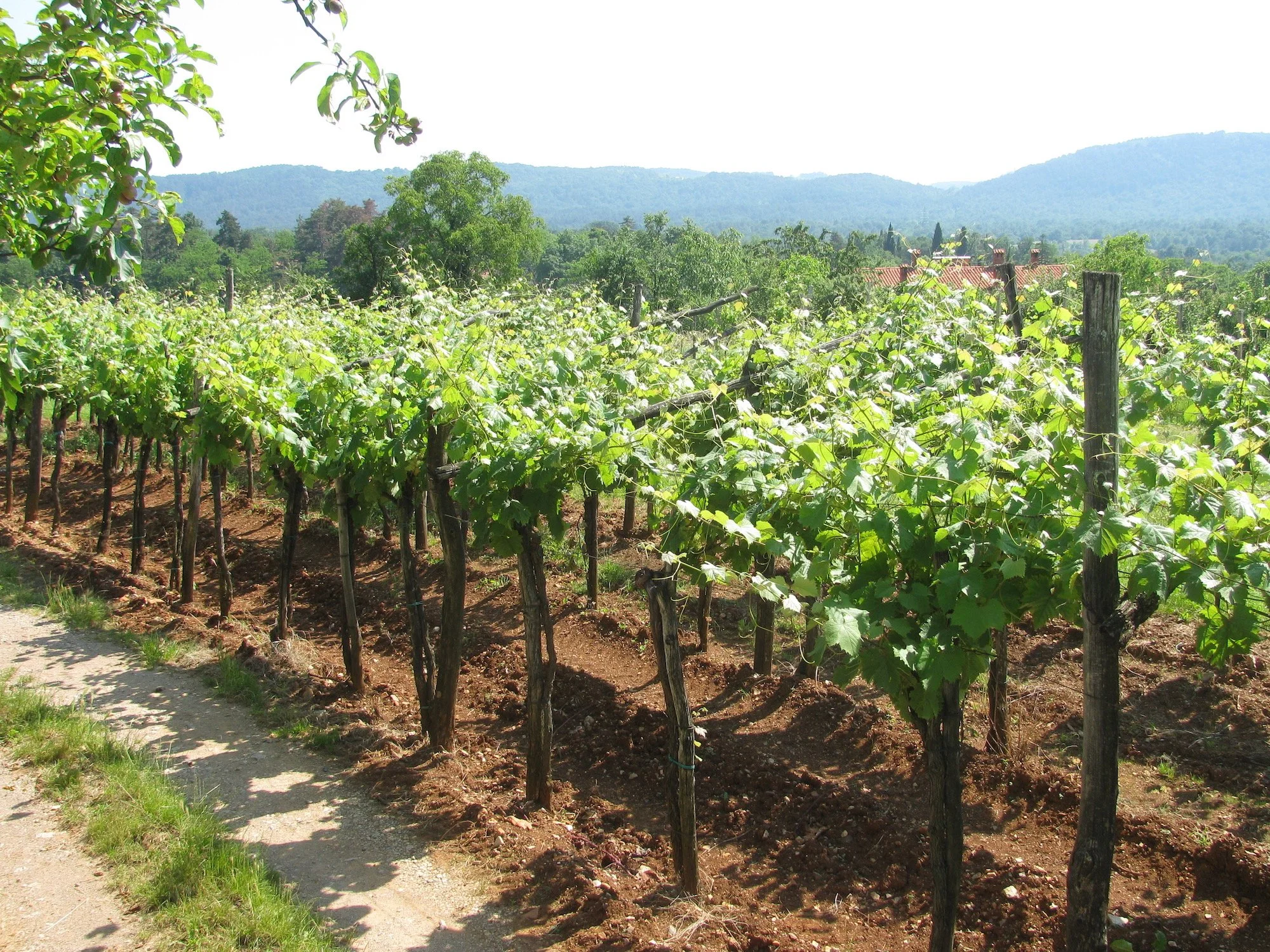 Karst Vineyard