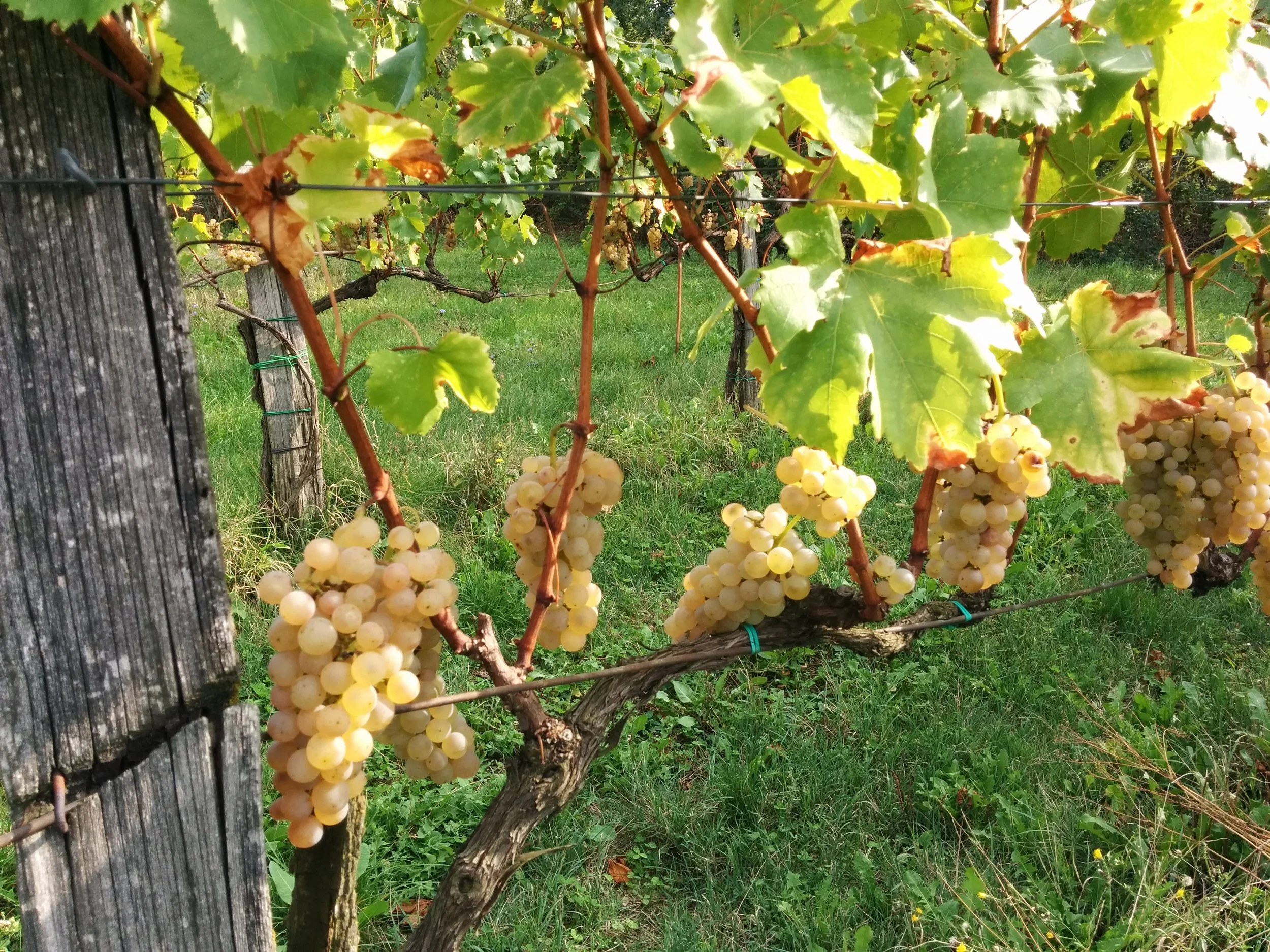 Kopija dokumenta REBULA.jpg