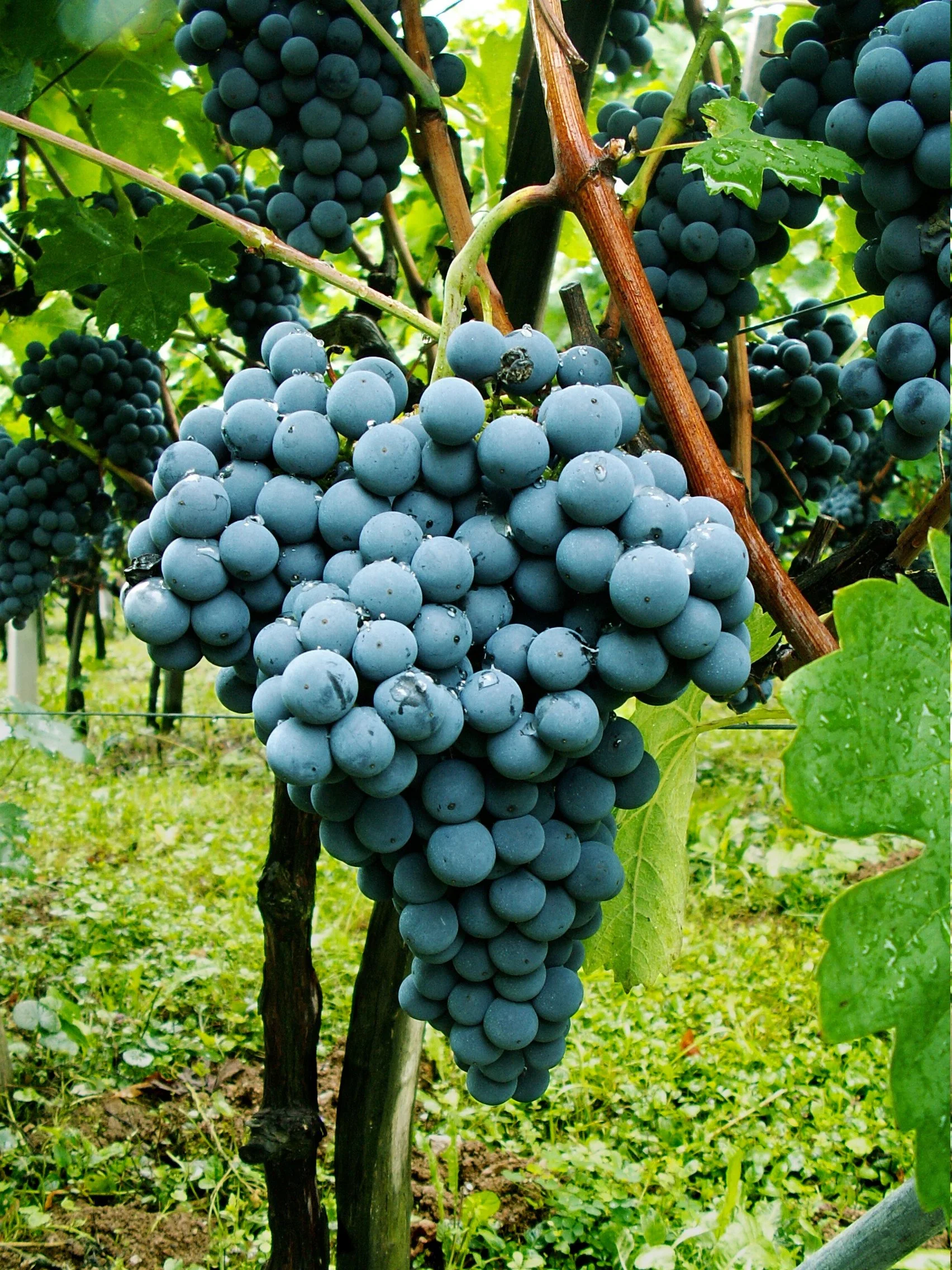 Žametovka (Modra Kavčina).jpg