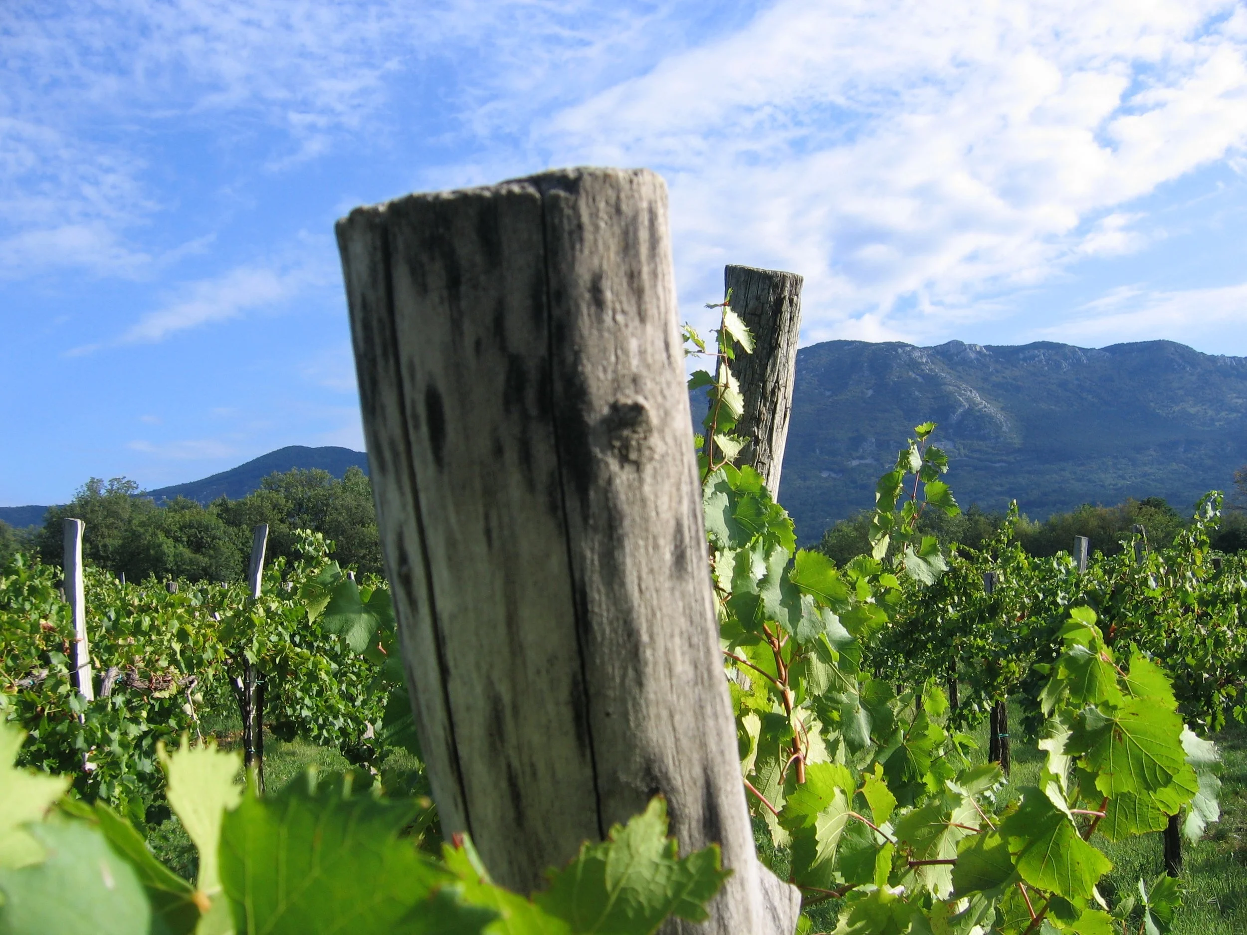 Kopija dokumenta IMG_0011.JPG