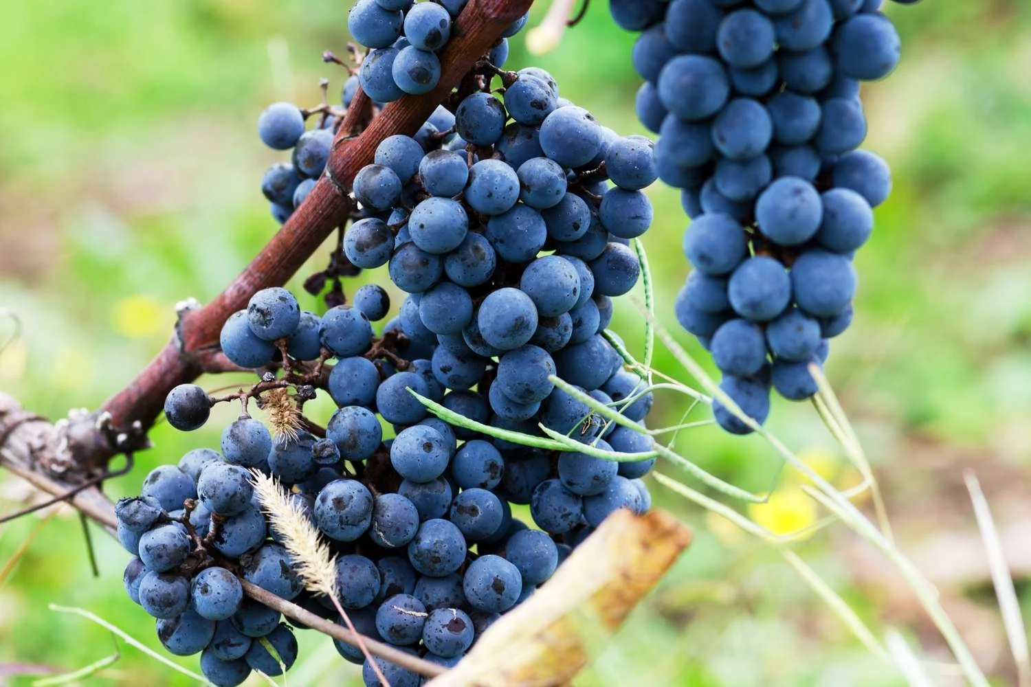 Modra Frankinja (Blaufränkisch).jpg