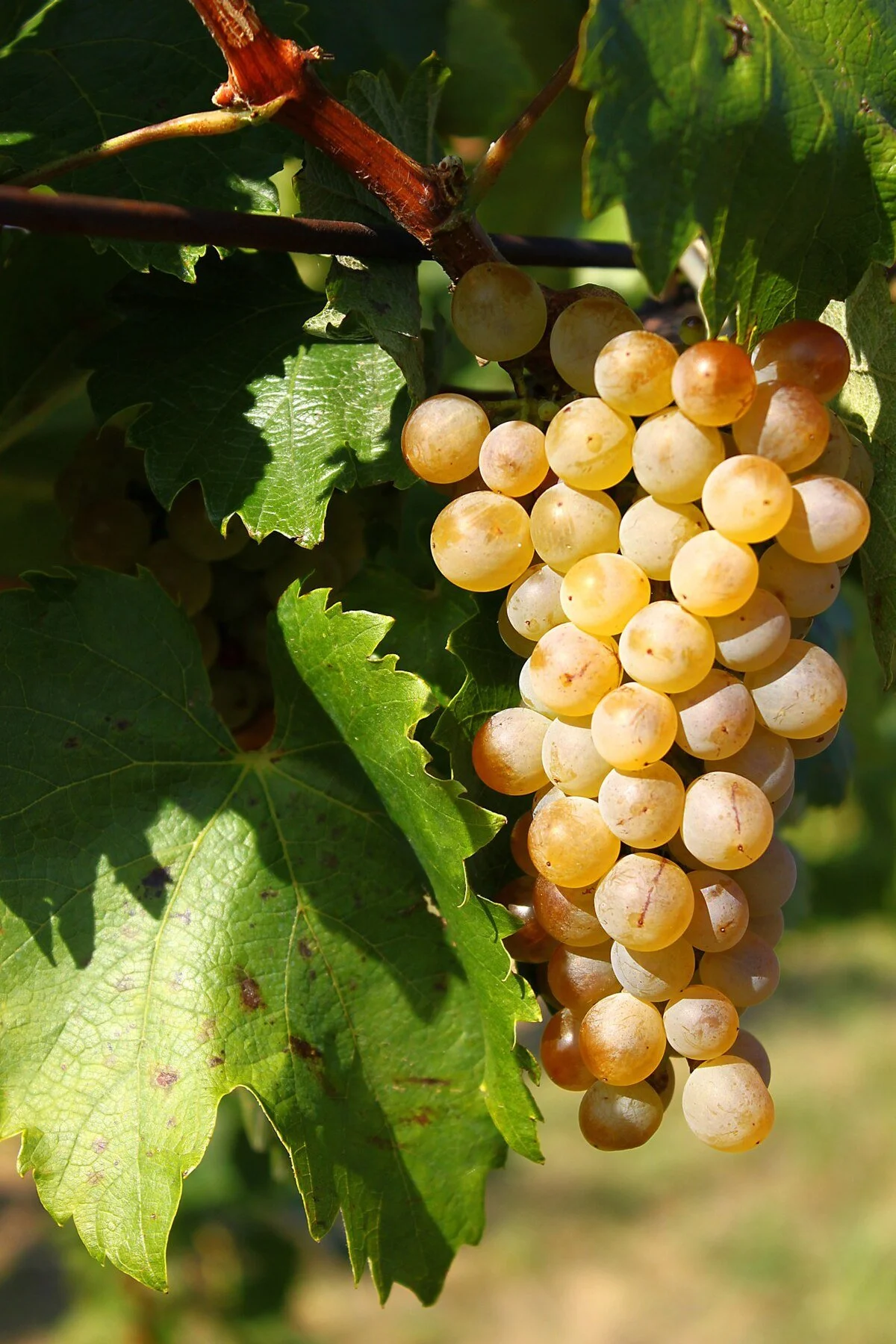 Sipon (Furmint)