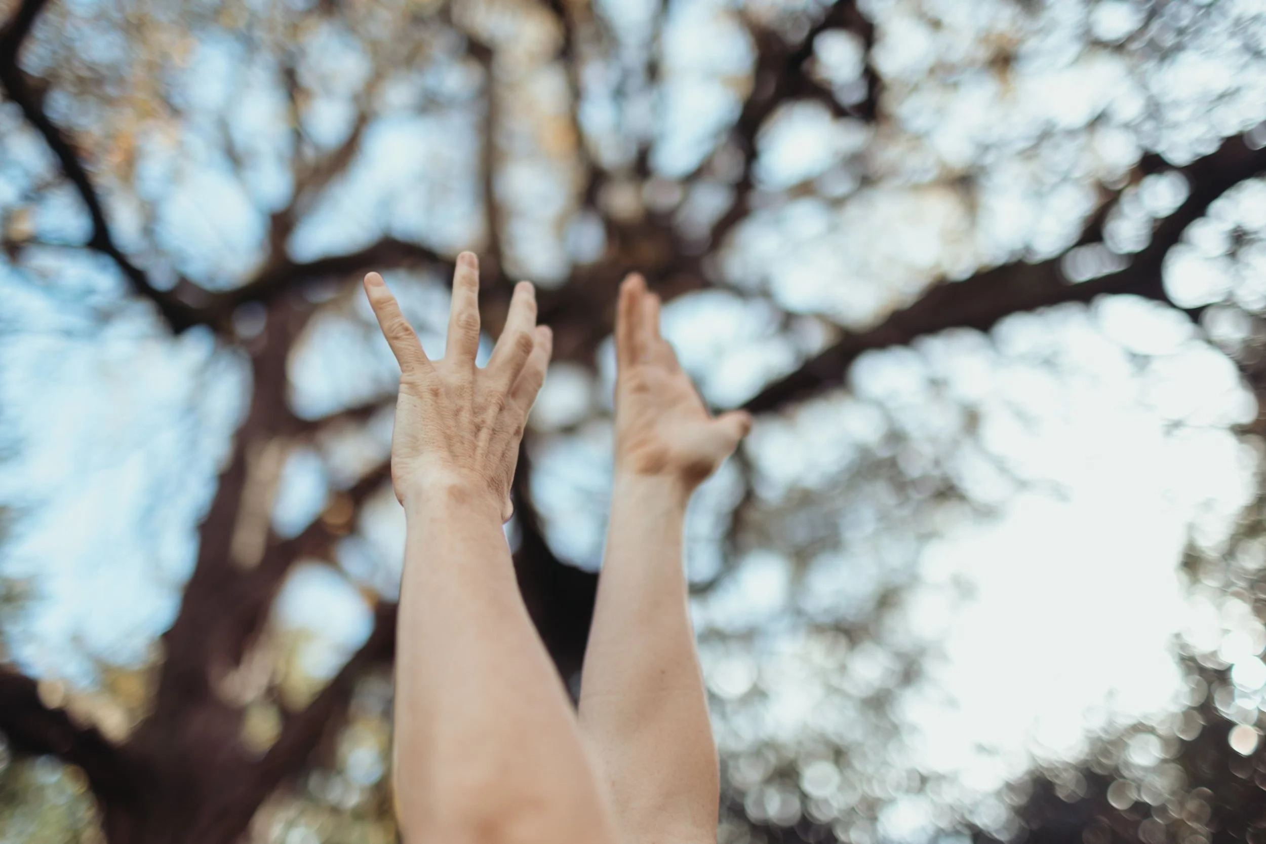 Two hands reaching up towards the branches of a tall tree