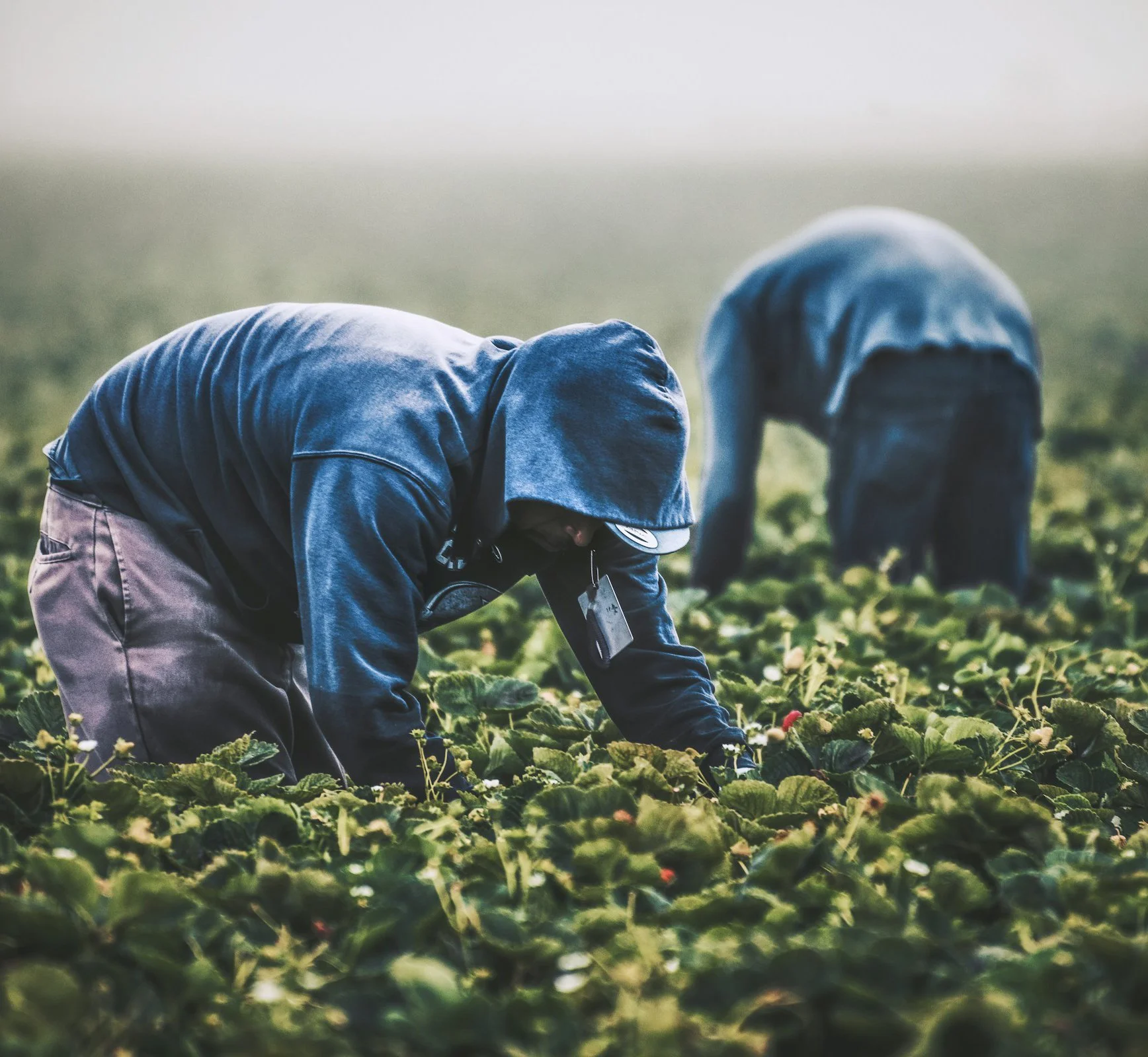 Immigrant farmworkers harvesting cherries in the Grand Traverse region
