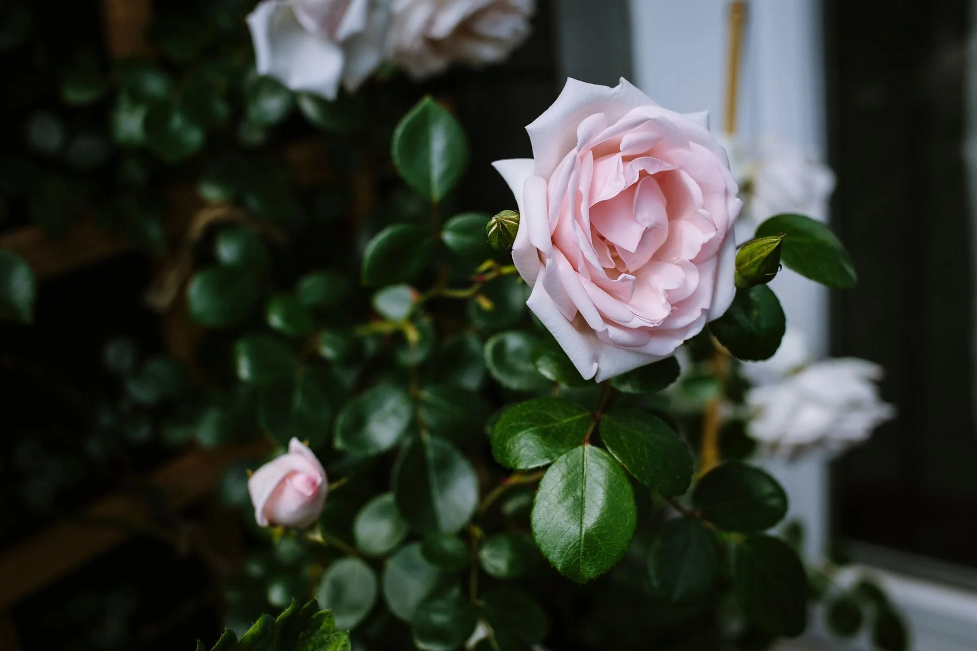 Praxis für psychologische Beratung & Psychotherapie in Aachen - Dein wahres Selbst ist wie eine Rose.