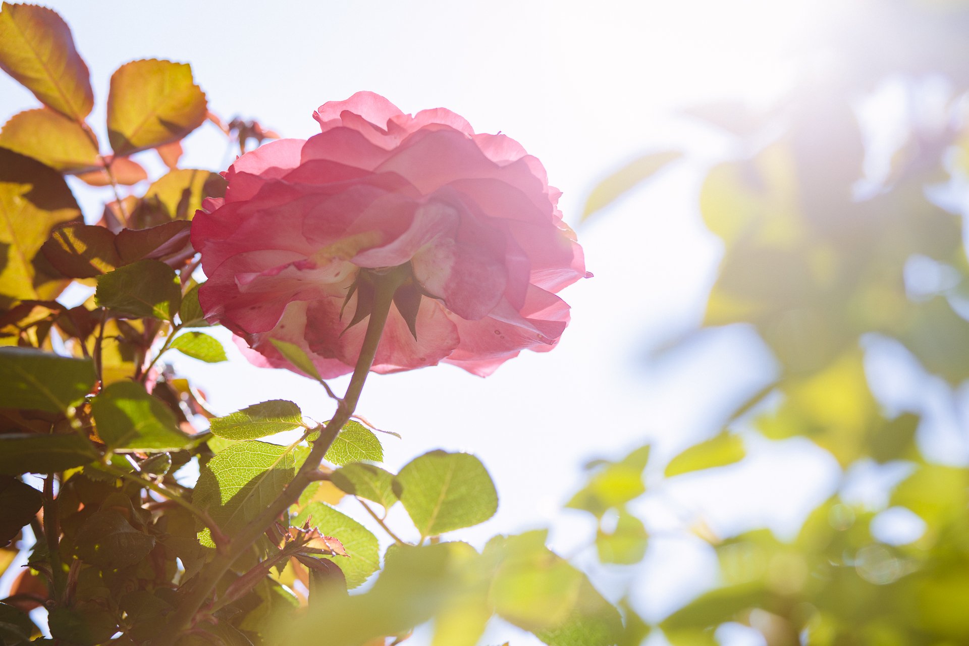 Praxis für psychologische Beratung & Psychotherapie in Aachen - Dein wahres Selbst ist wie eine Rose.