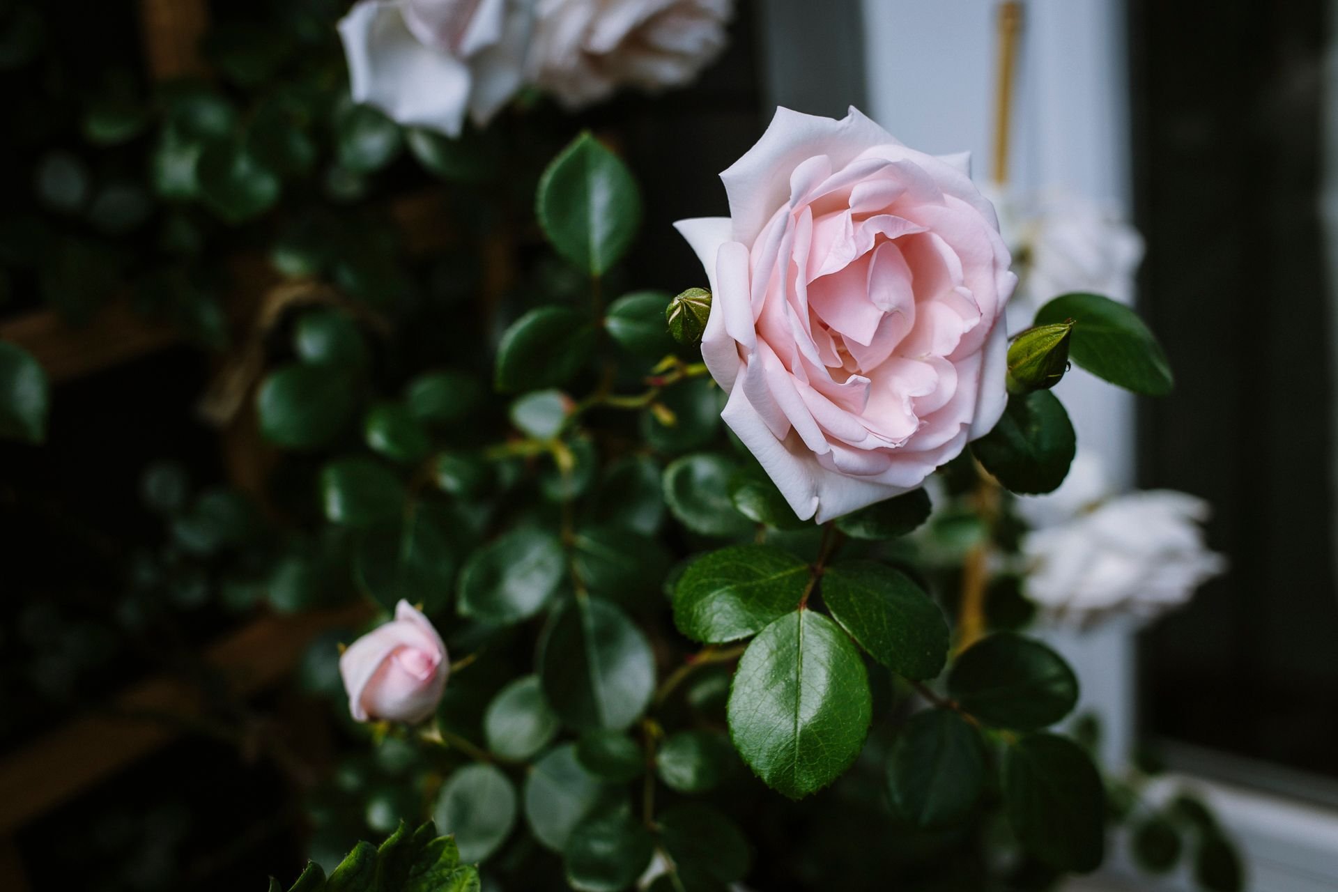 Praxis für psychologische Beratung & Psychotherapie in Aachen - Dein wahres Selbst ist wie eine Rose.