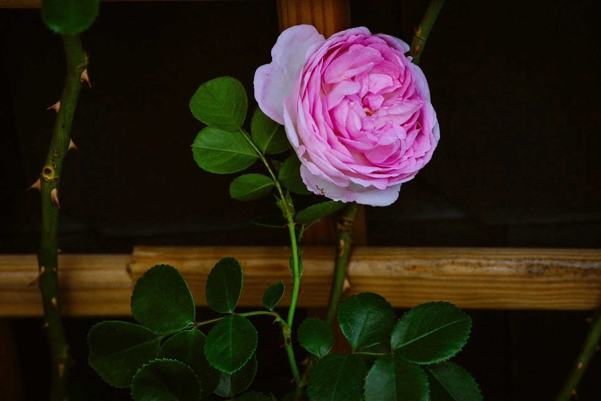 Eine pinke Rose wächst an einer grünen Staude, vor dunklem Hintergrund.