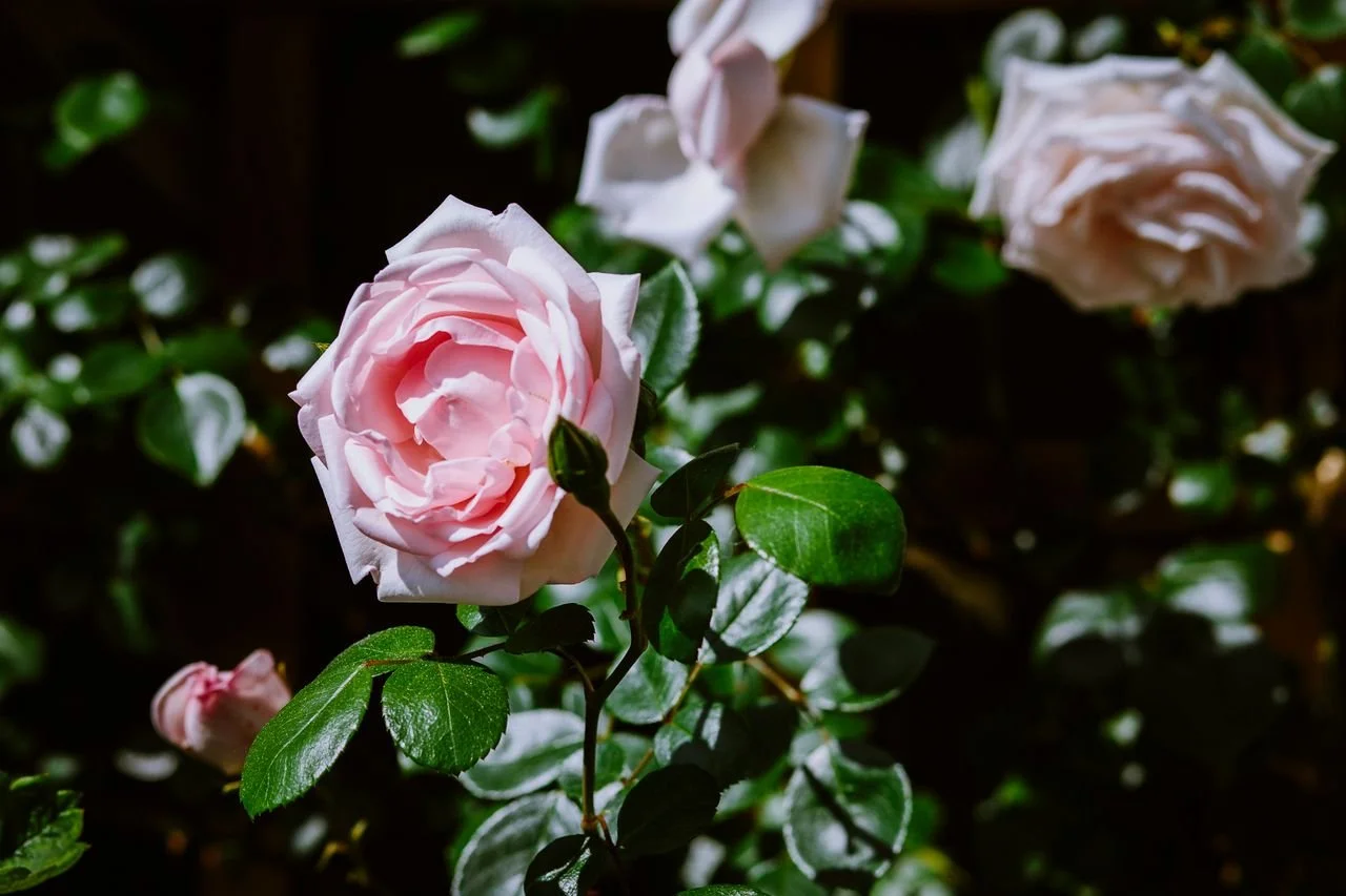 Praxis für psychologische Beratung & Psychotherapie in Aachen - Dein wahres Selbst ist wie eine Rose.
