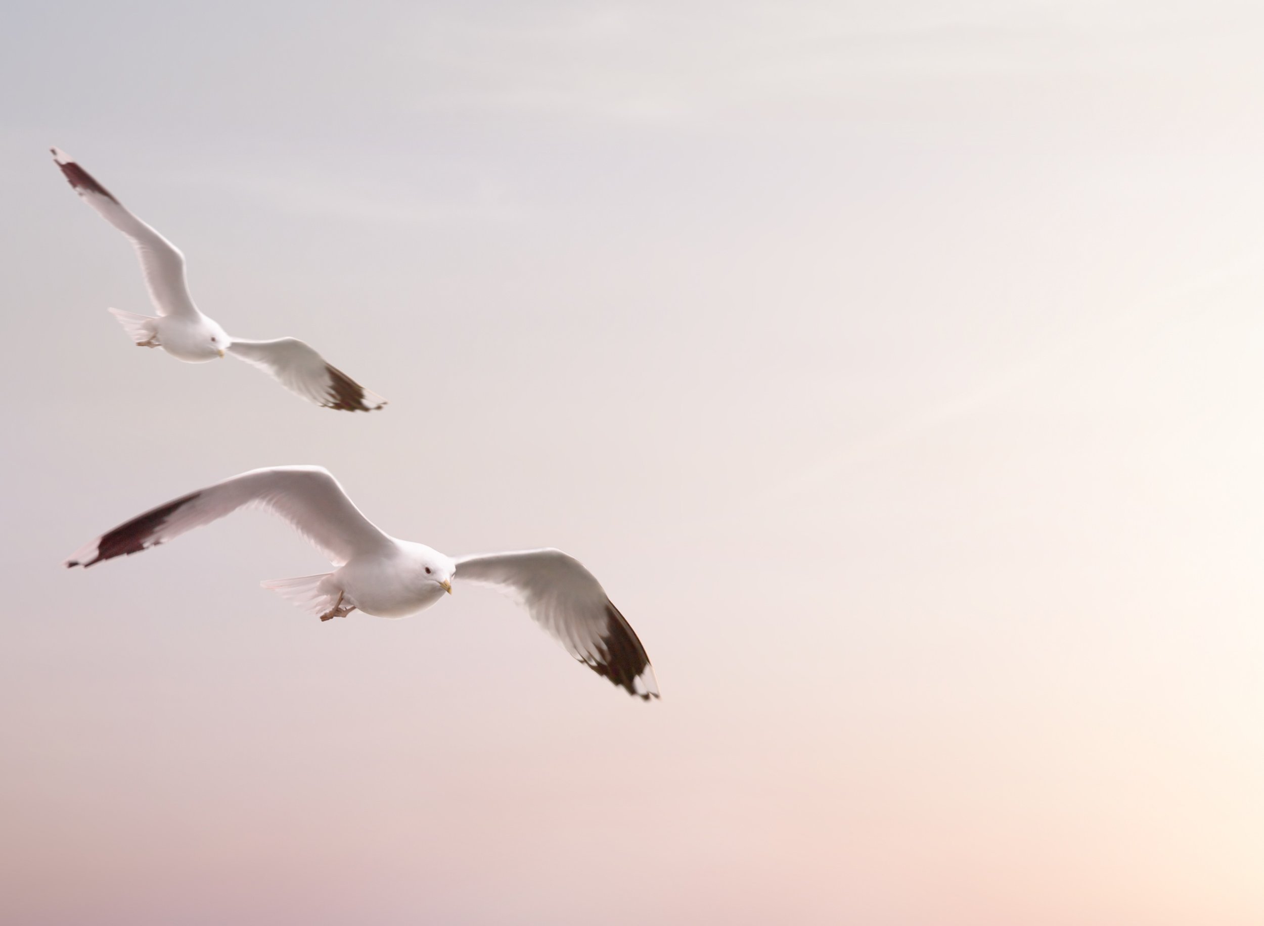 Two seagulls flying in the sky at sunset. Meant to convey wedding officiant services in Southwest Florida.