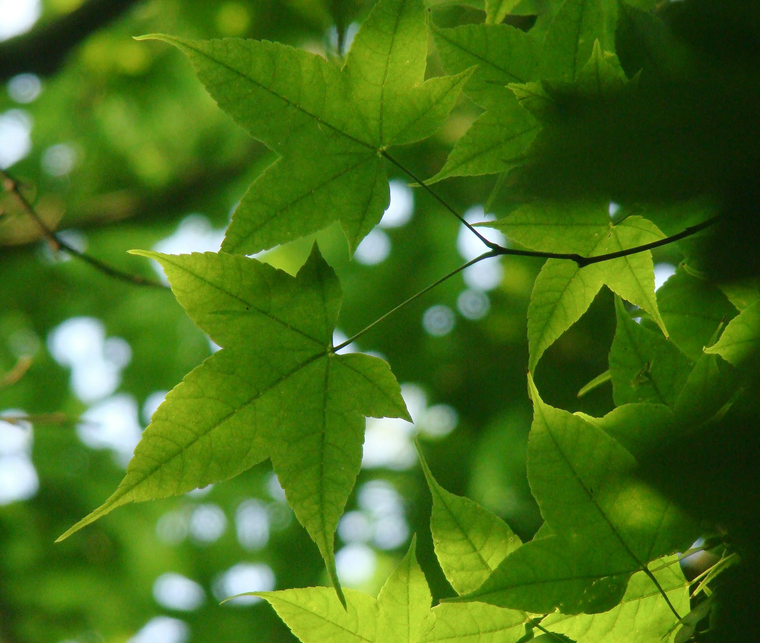 Leafy plants reflecting growth and mental wellness at Nourish Your Mind