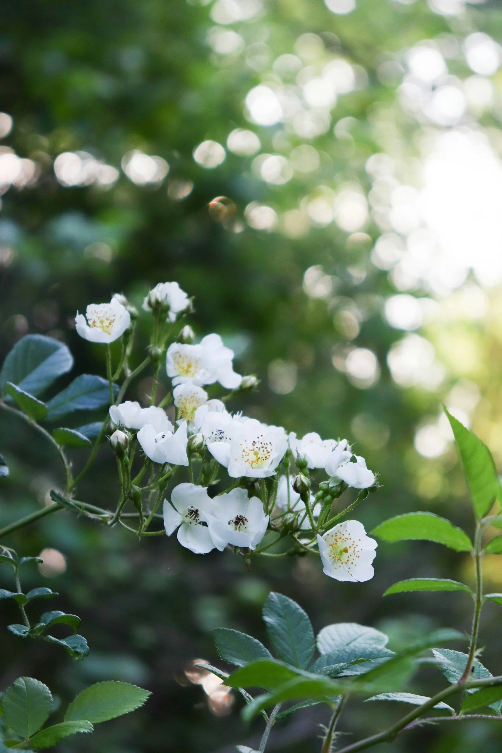 Nature imagery illustrating emotional growth and support in therapy