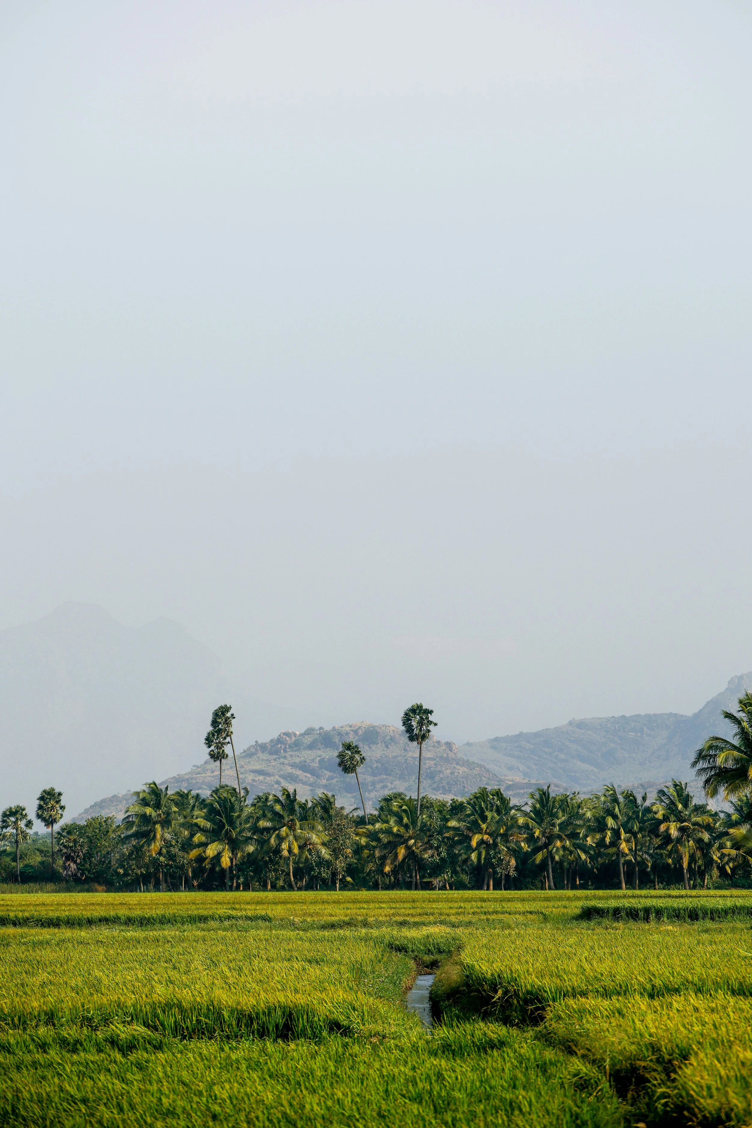 milin-john-_Ew6tcpCkko-unsplash.jpg