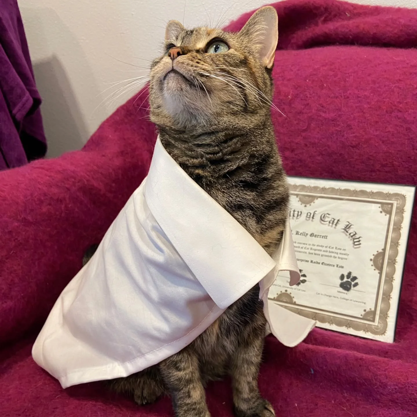 Arya, 1976-2026. The first cat on the moon.