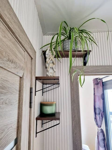 Spider Plant