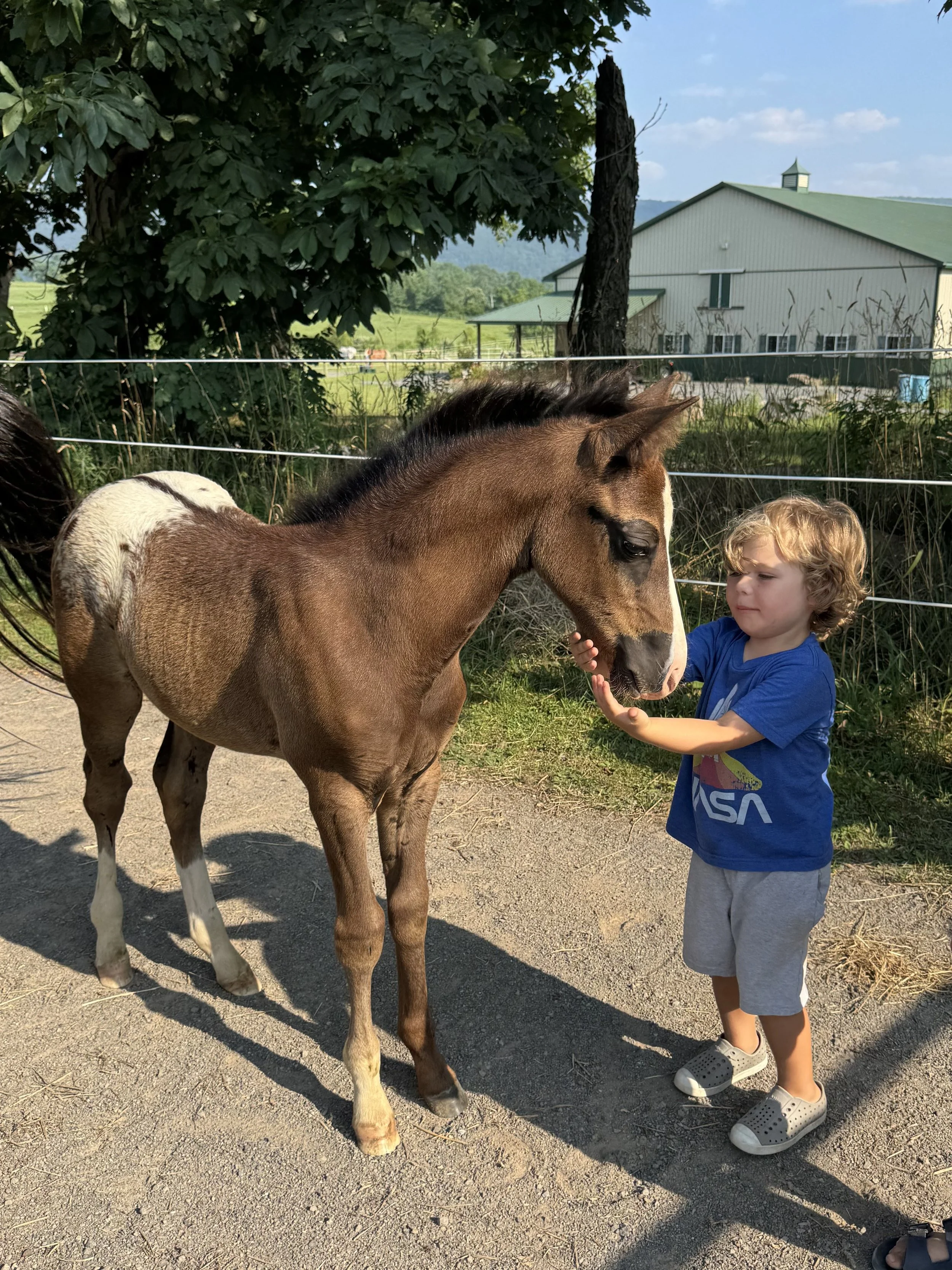 A toddler boy in a blue NASA t-shirt pets a colorful and friendly brown with white blanket pony POA foal in an outdoor farm setting with a scenic barn and green landscape in the background.