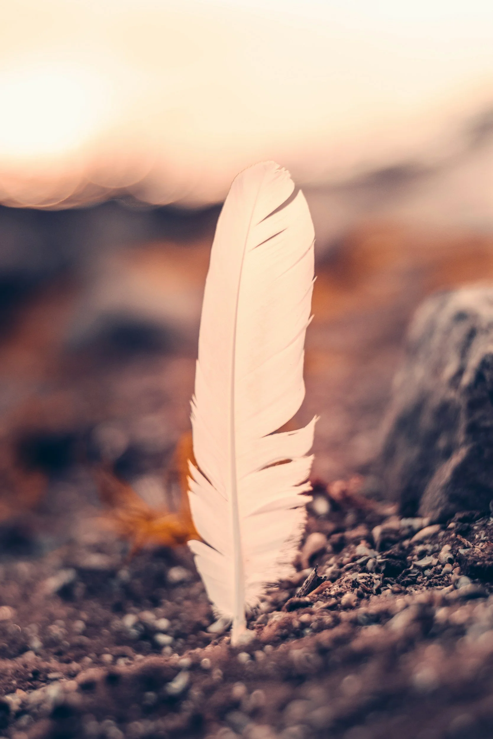 A close-up of a white feather standing upright on the ground, with blurred earthy background.