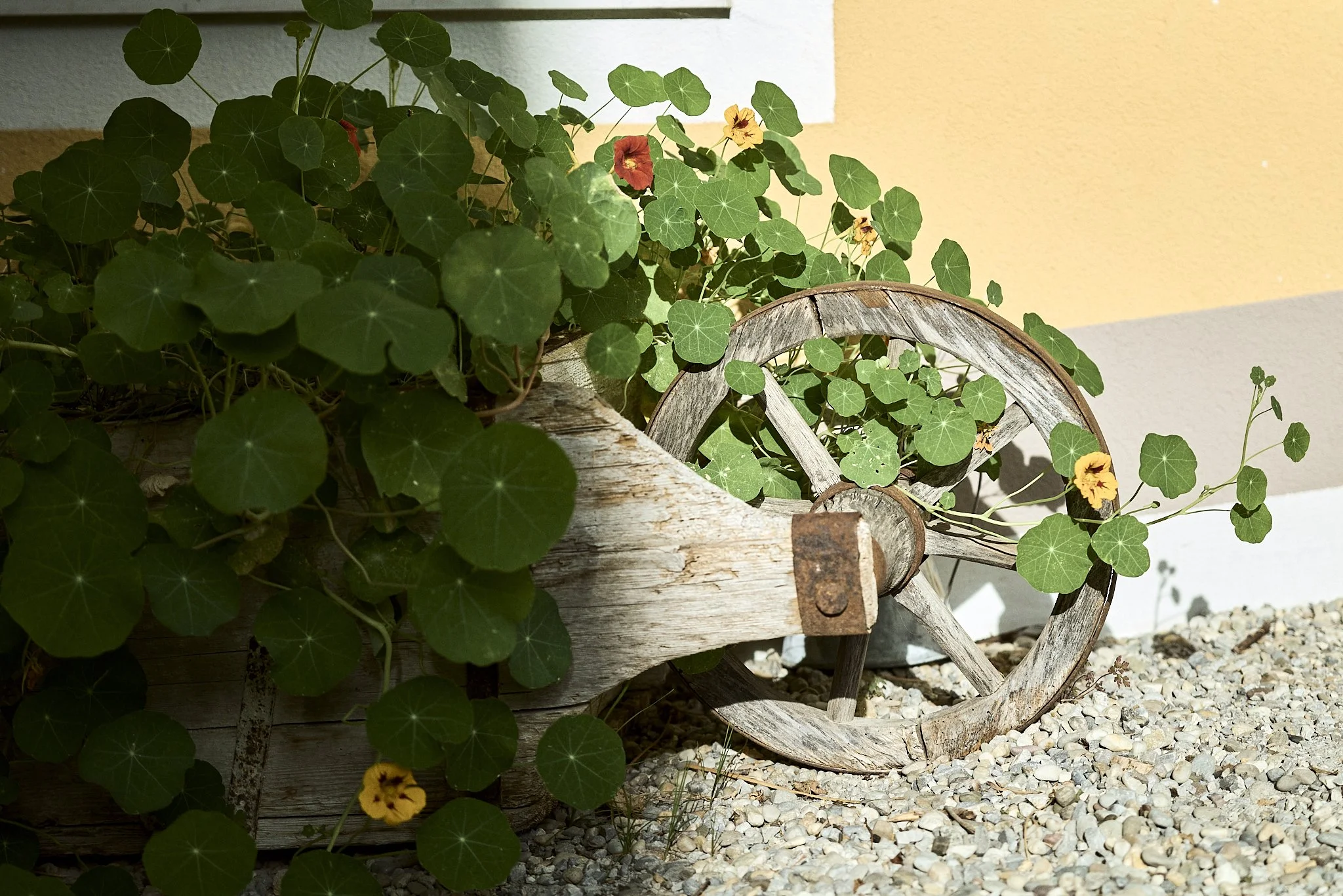Ein alter Holwagen mit grünen Pflanzen und gelben und roten Blumen liegt auf einem Kiesbett vor einer hellen Wand.