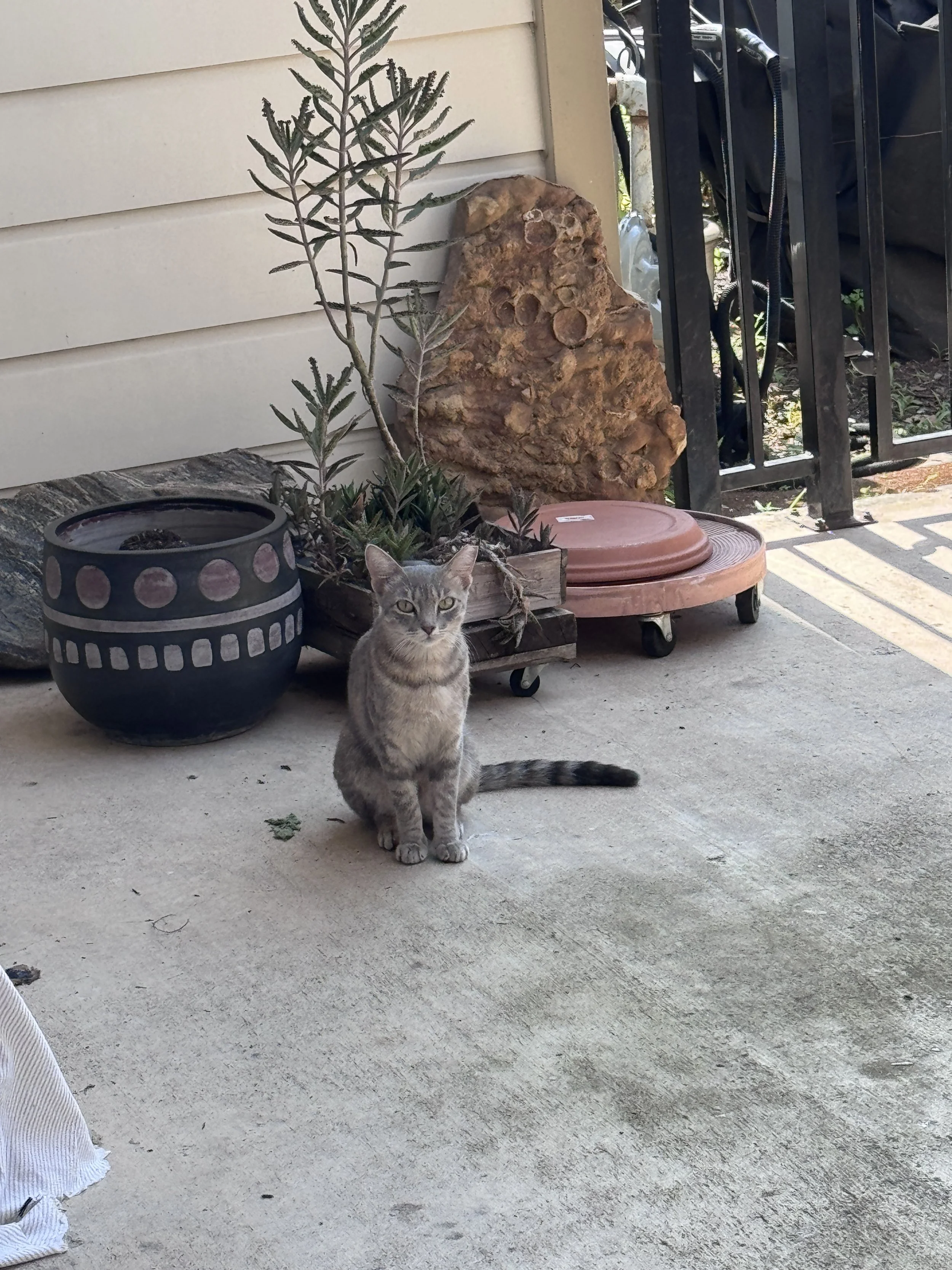 Grayson, a petite gray community cat, sits calmly on a friendly patio near Brushy Garden in Branch Park in the Mueller neighborhood of Austin after her successful Trap-Neuter-Return (TNR).