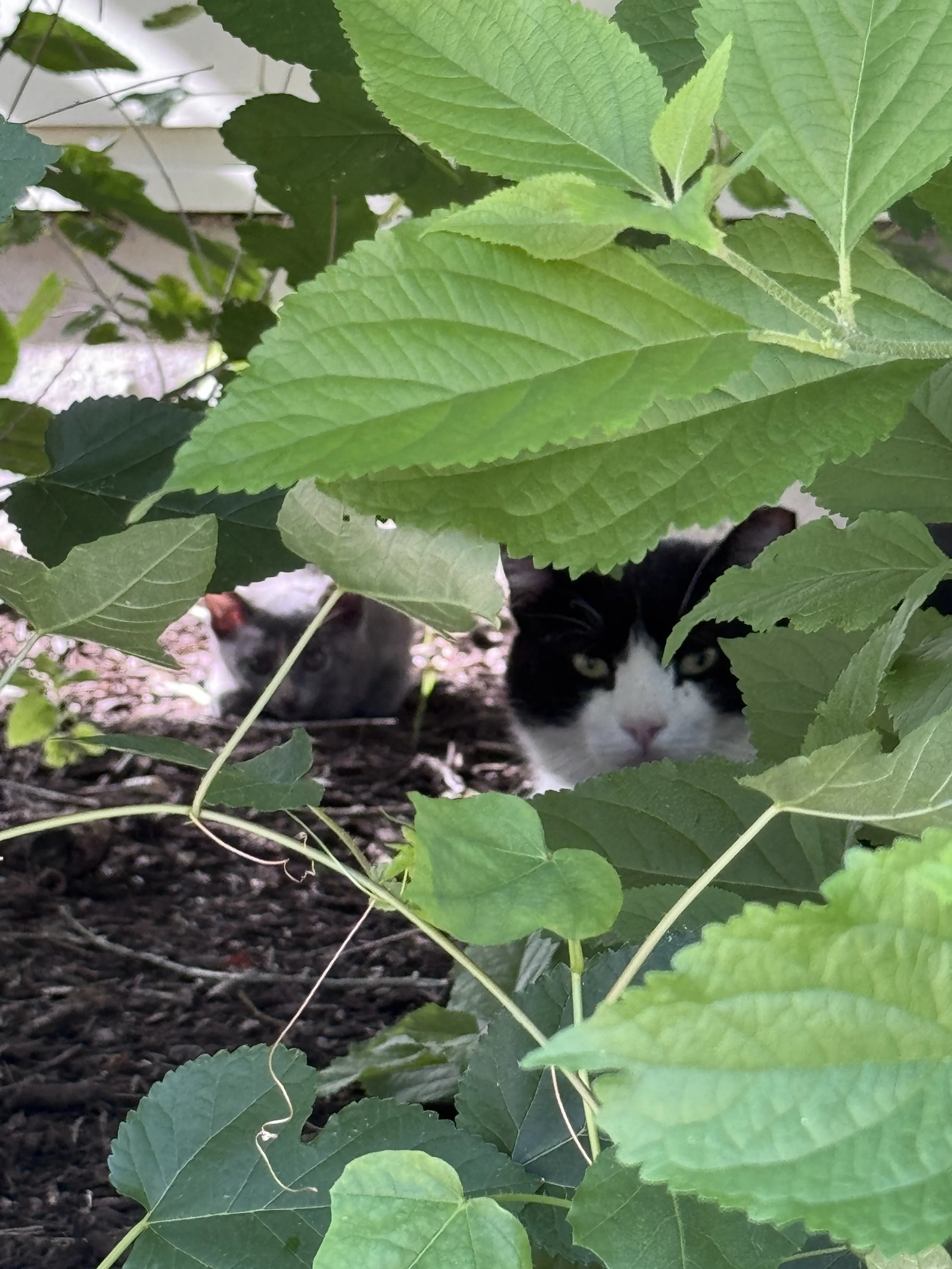 Helpers in Mueller: Caring for the Community Cats of Branch Park