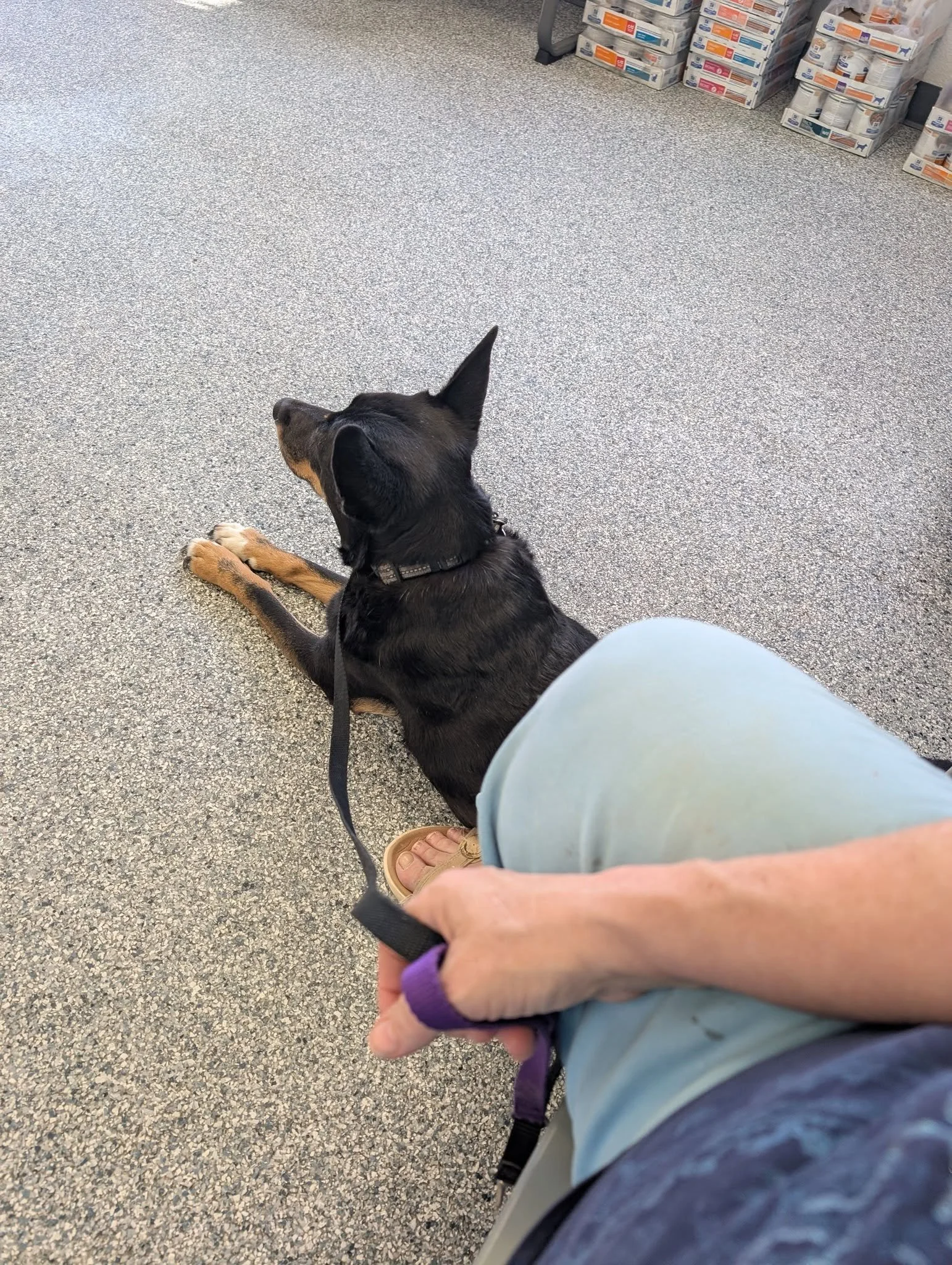 Look at this absolutely stellar behavior from my little black lady Jubi at the vet.