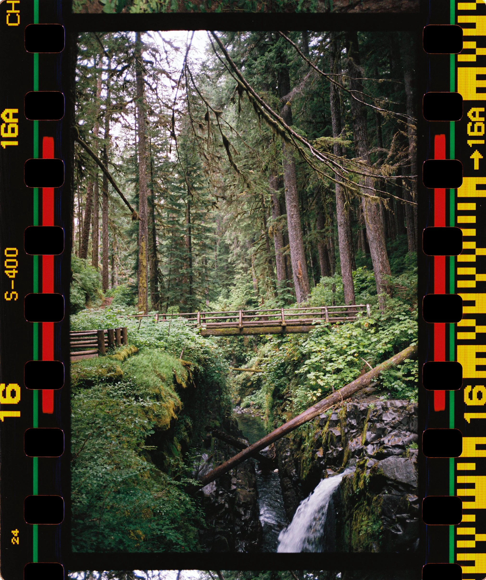 A forest scene showing tall trees, a small bridge over a creek, and dense greenery.