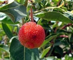 The Fruit of Steady Effort