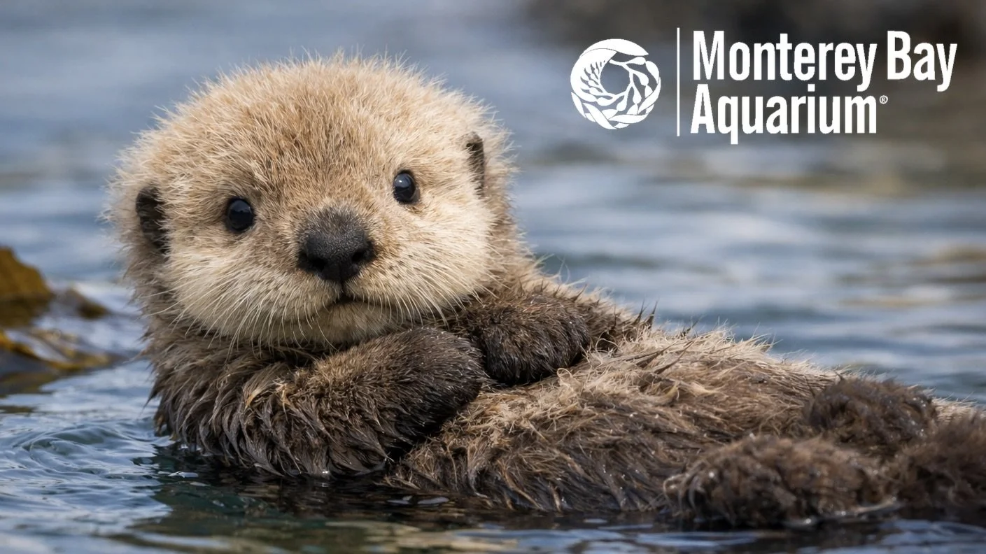 Monterey Bay Aquarium