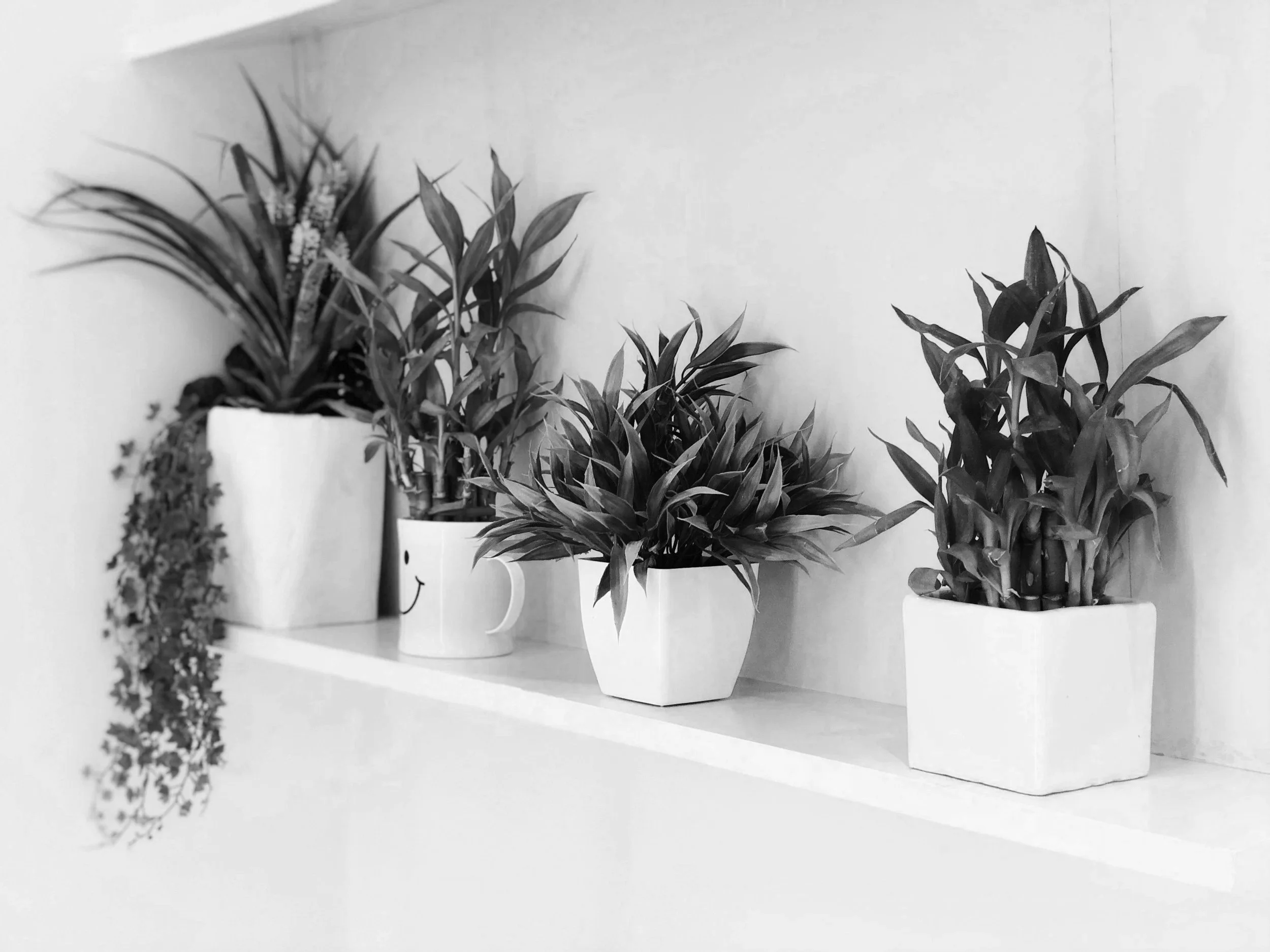 A row of four potted plants on a white shelf against a plain wall. The plants have long, pointed leaves and one pot is a mug with a smiley face.