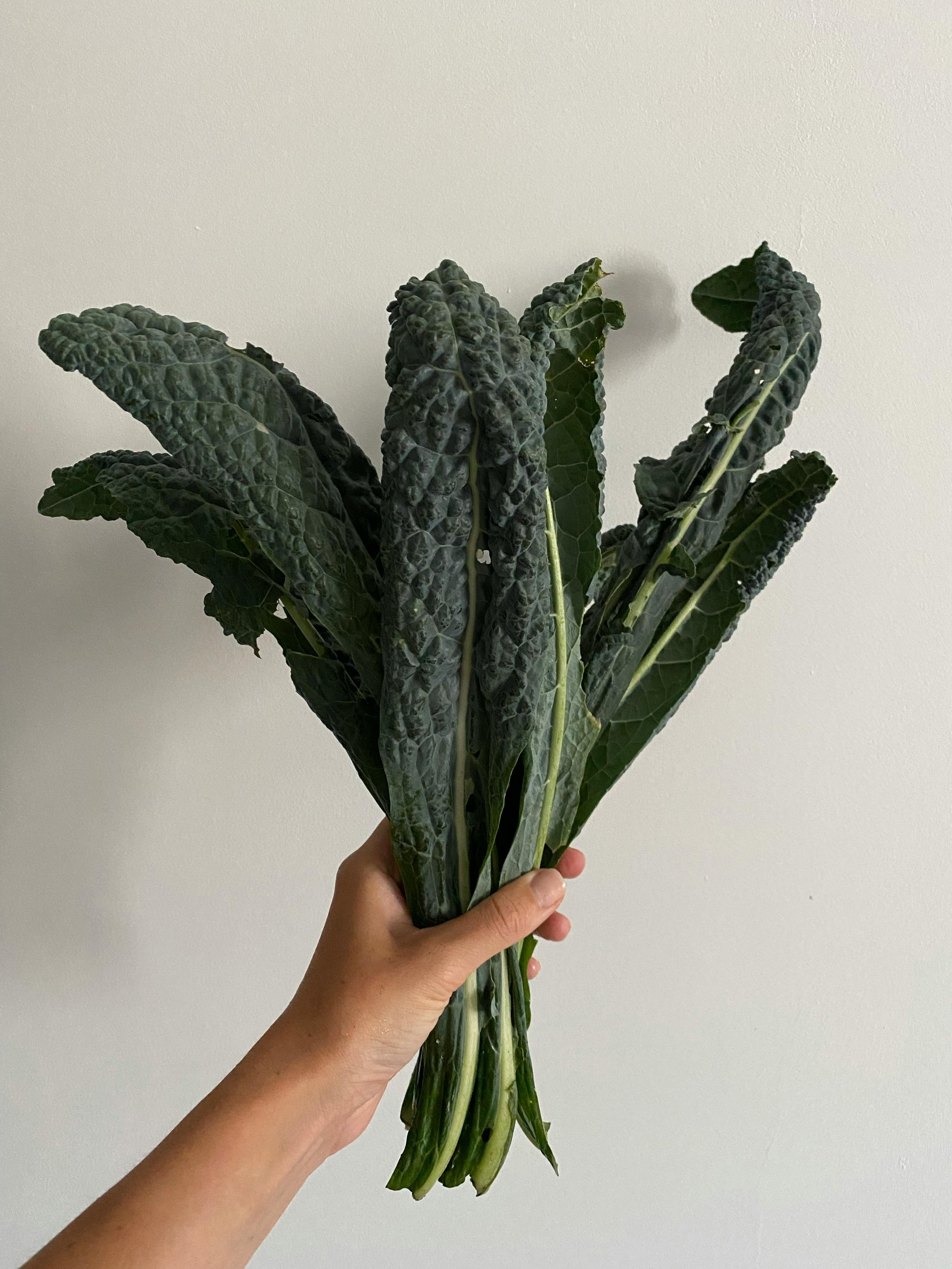 Hand holding a bunch of dark green, crinkled kale leaves against a plain light-colored wall.