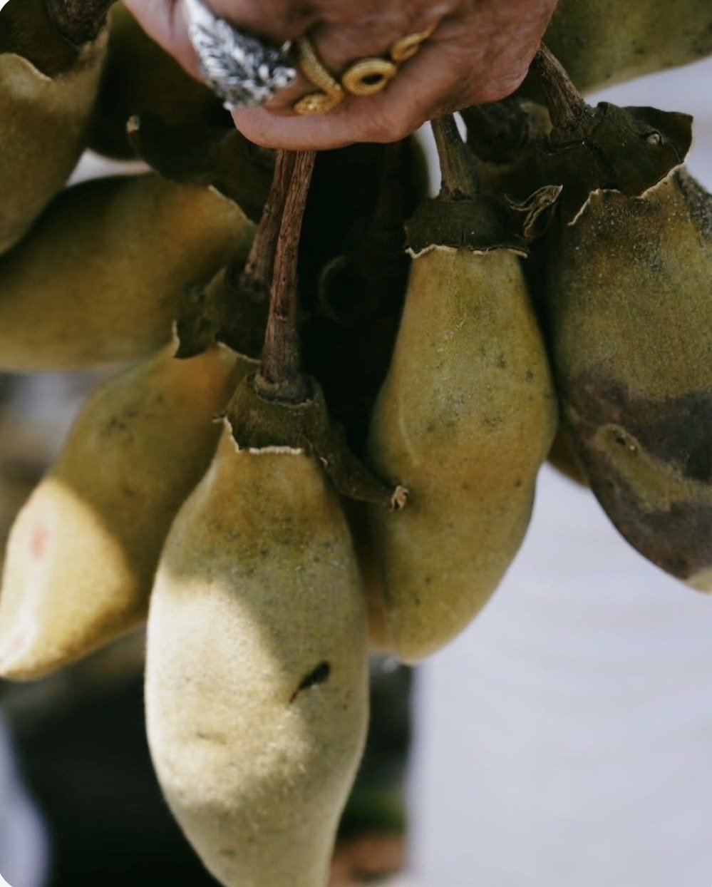 Baobab Beauty: The African Botanical Worth Knowing