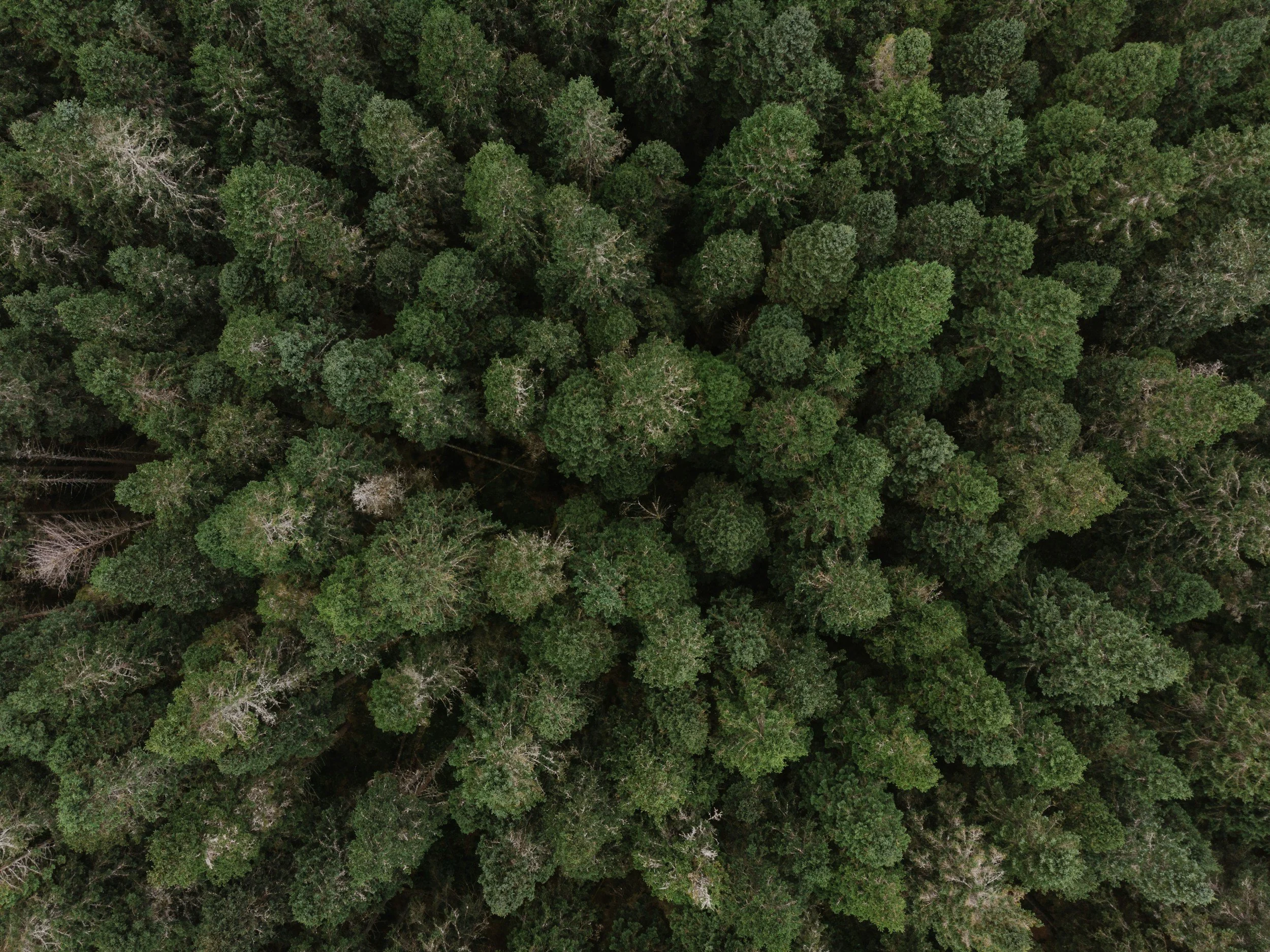 Top-down aerial view of a dense forest with lush green trees, some with lighter or darker foliage, under an overcast sky.