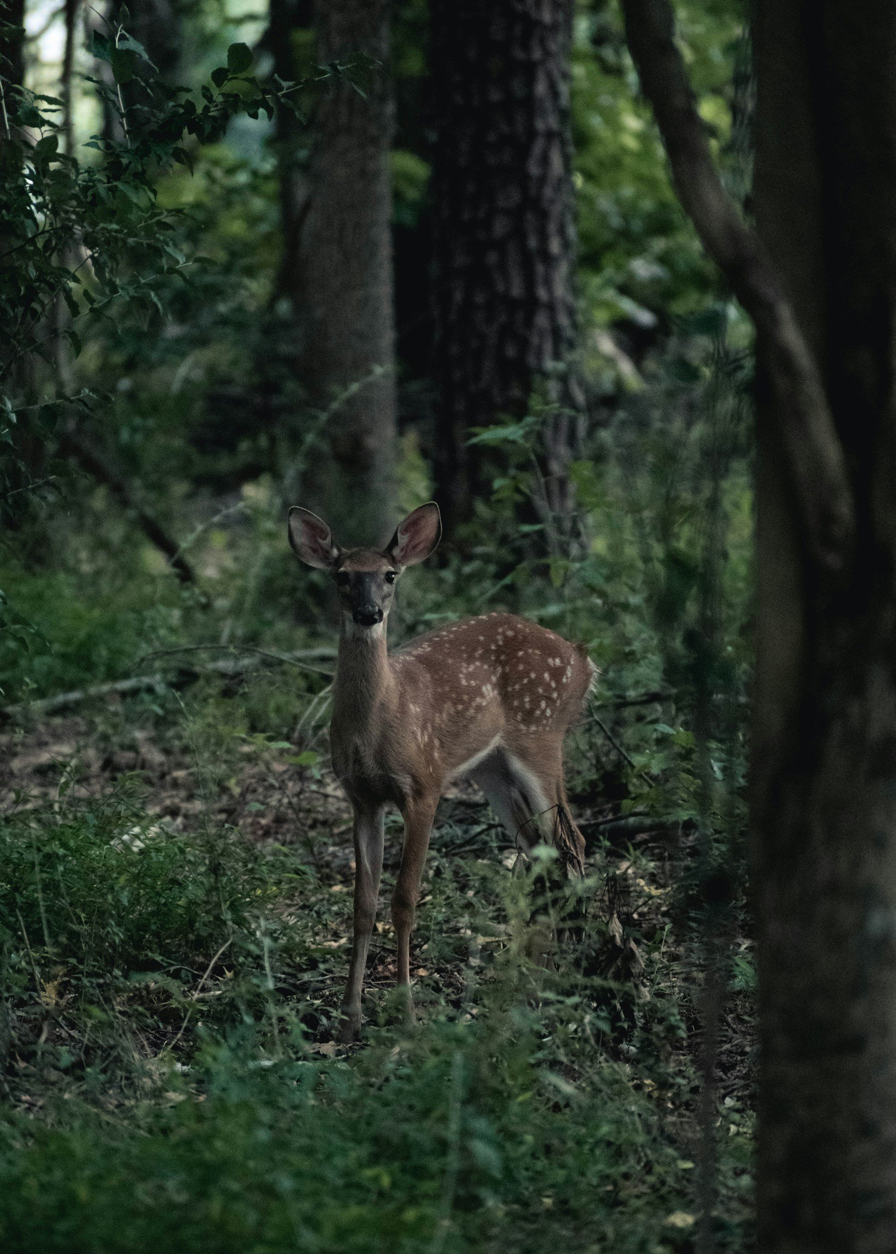 A young deer standing in a forest with tall trees and green foliage