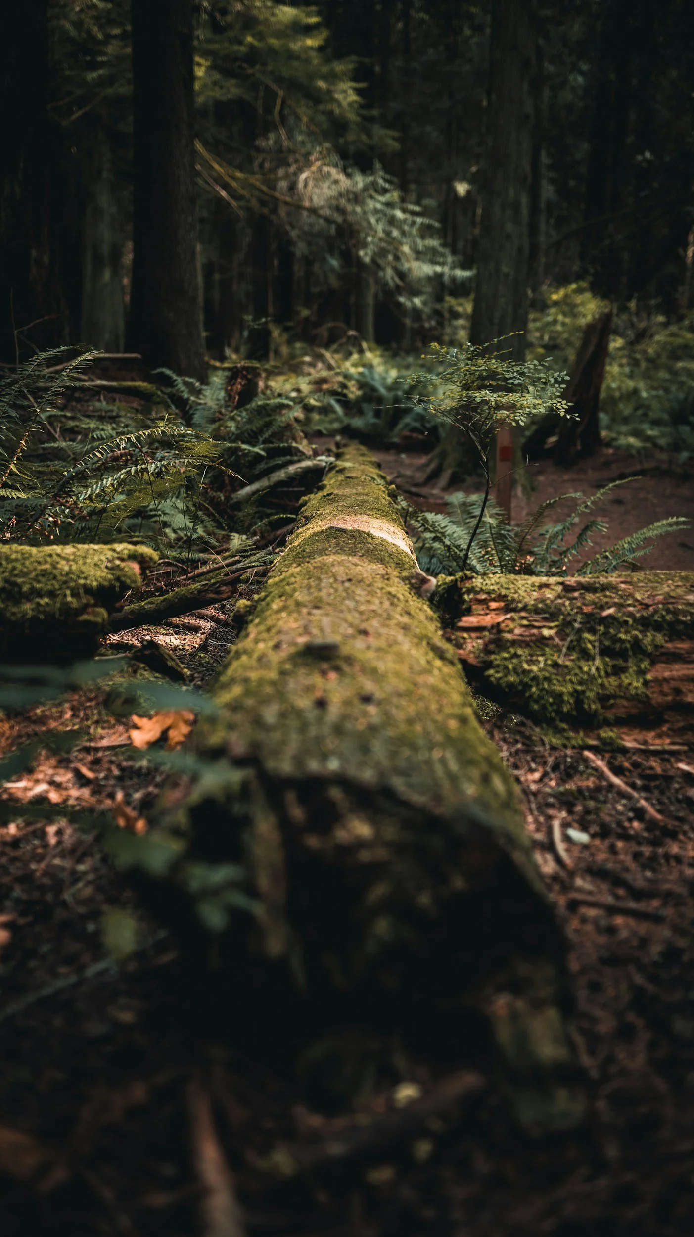 A fallen moss-covered log on a forest floor surrounded by ferns and tall trees in a dense forest.