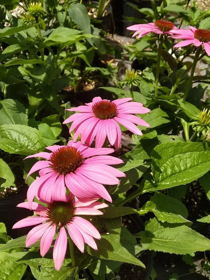 Native Plant Wonders