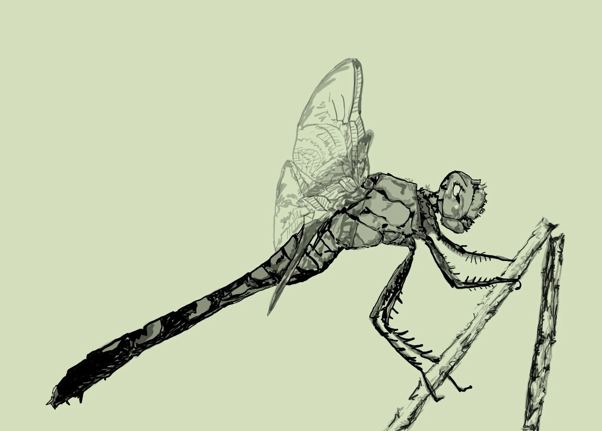 digital drawing, 2025