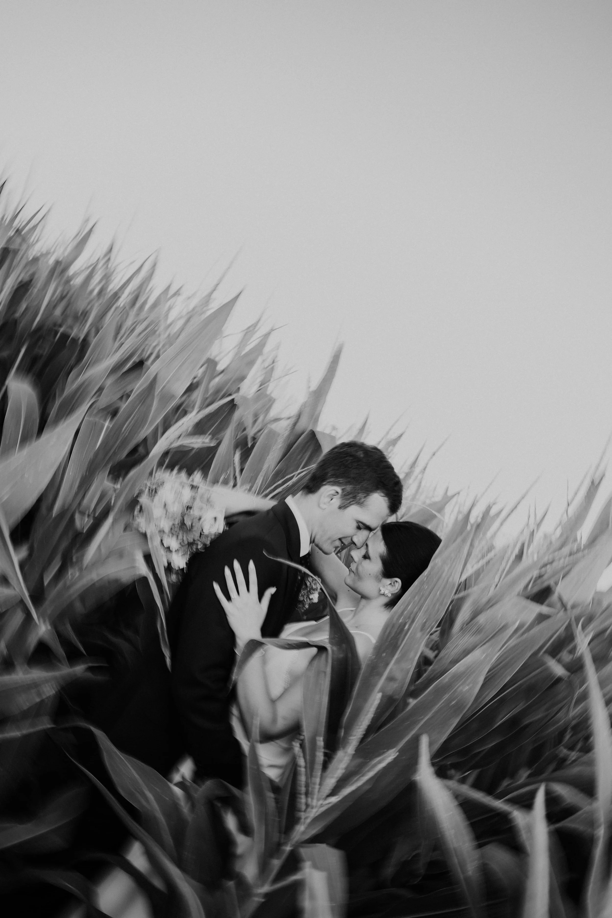 Romantic black and white photo of a bride and groom embracing closely between tall cornfield leaves.