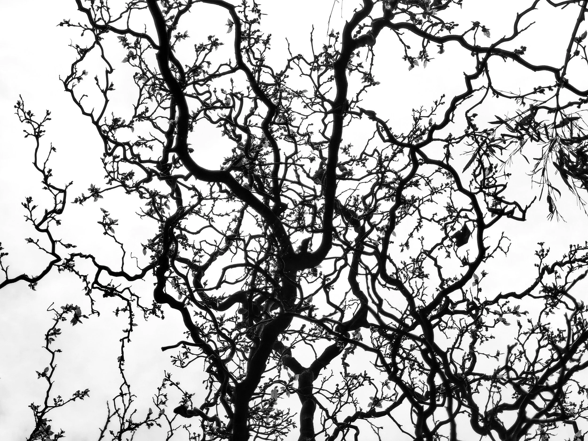 Neural Awakening