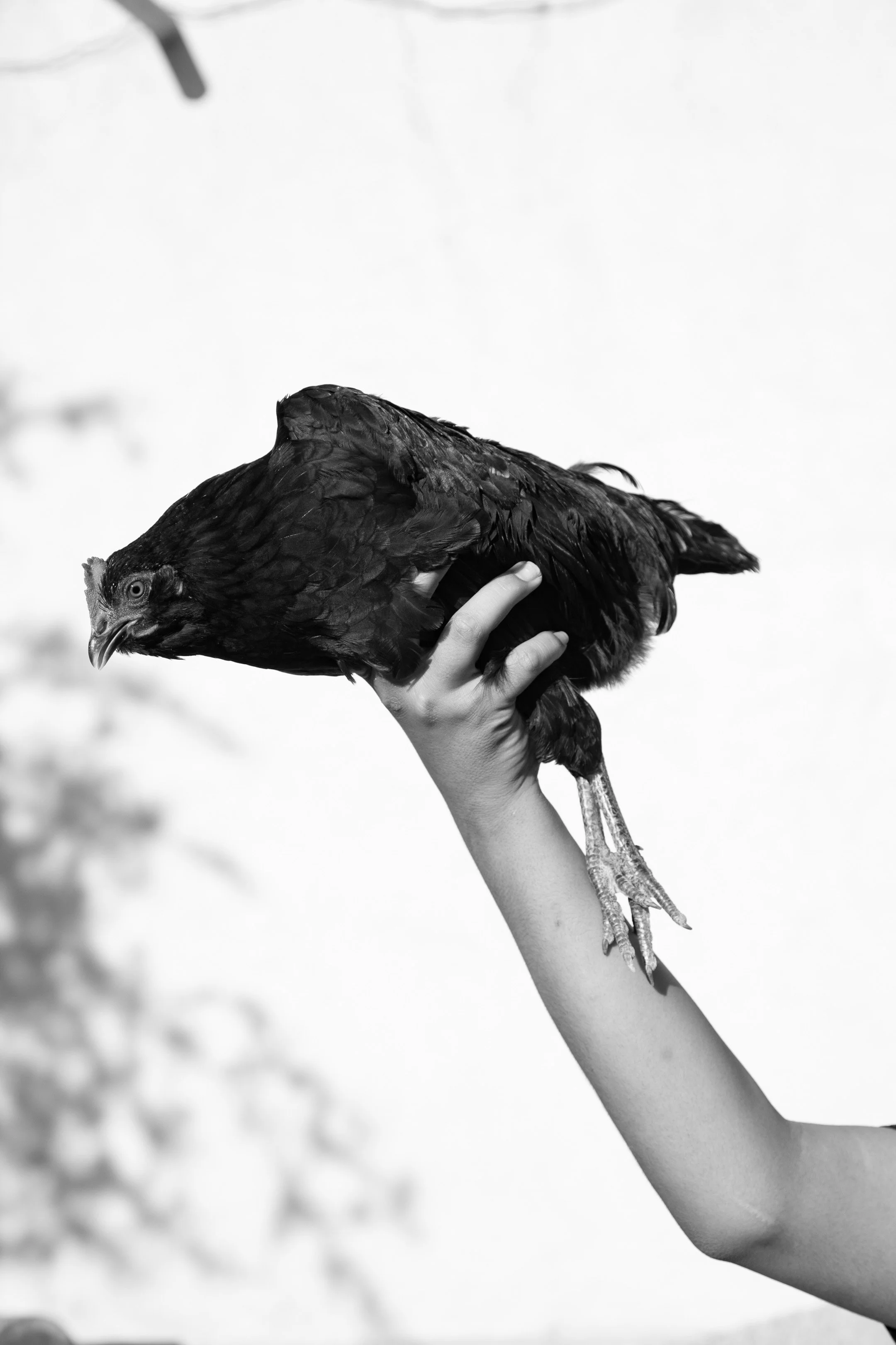 Chicken