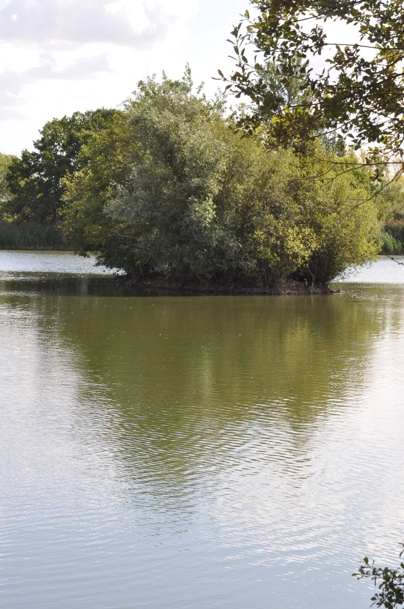 A small island covered with trees in the middle of a calm river, with the sky partly cloudy.